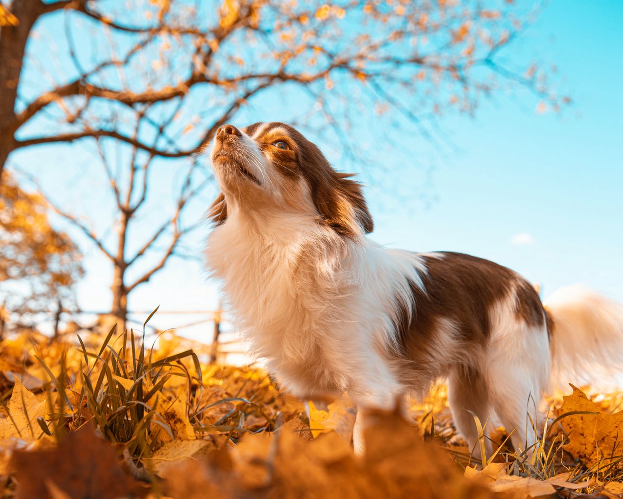 Download wallpaper 1280x1024 dog, pet, fluffy, leaves, autumn standard 5:4 HD background