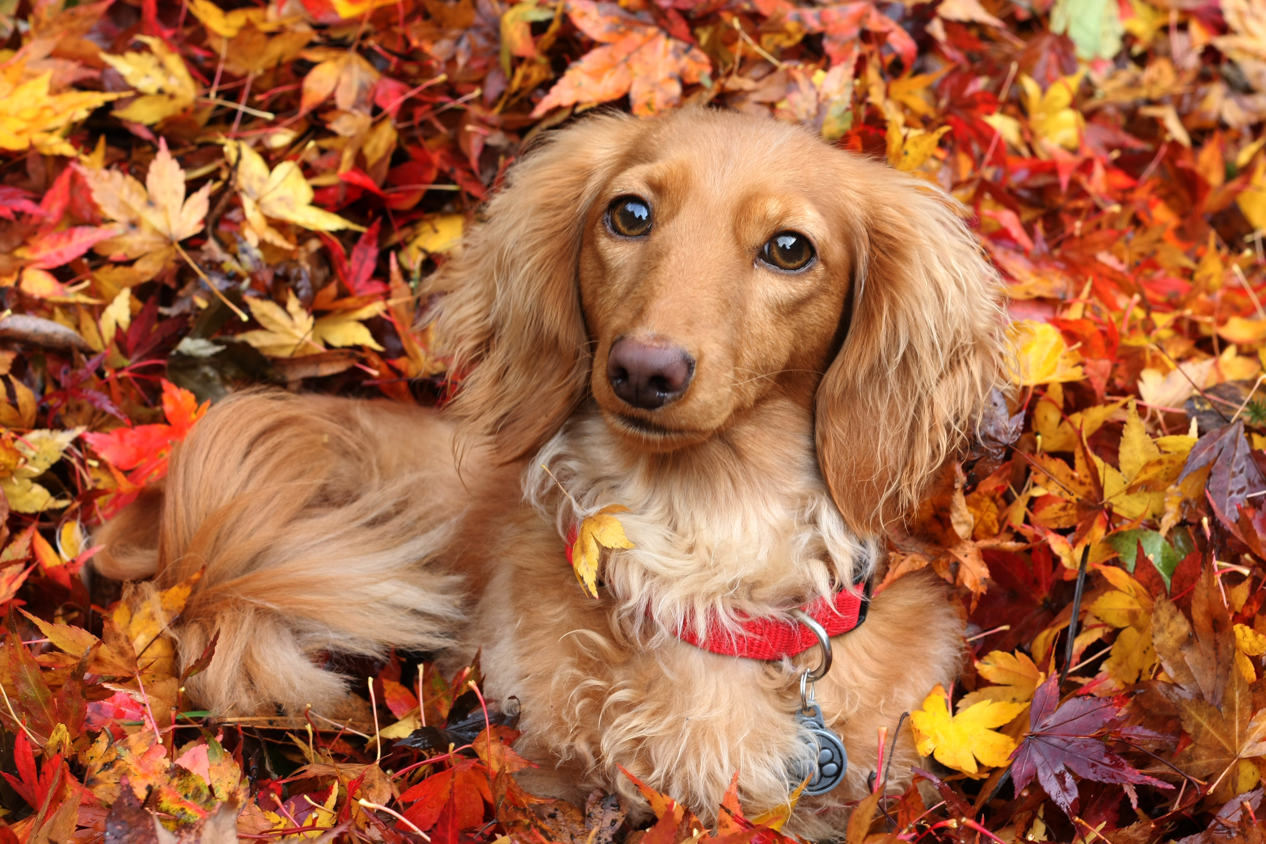 Picture Dachshund Dogs Foliage Autumn animal 4242x2828