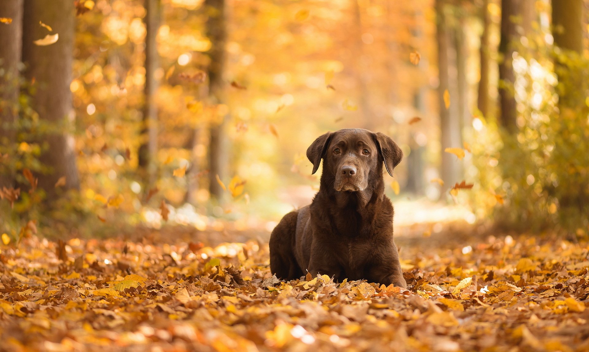 Autumn Labrador in Golden Forest HD Wallpaper