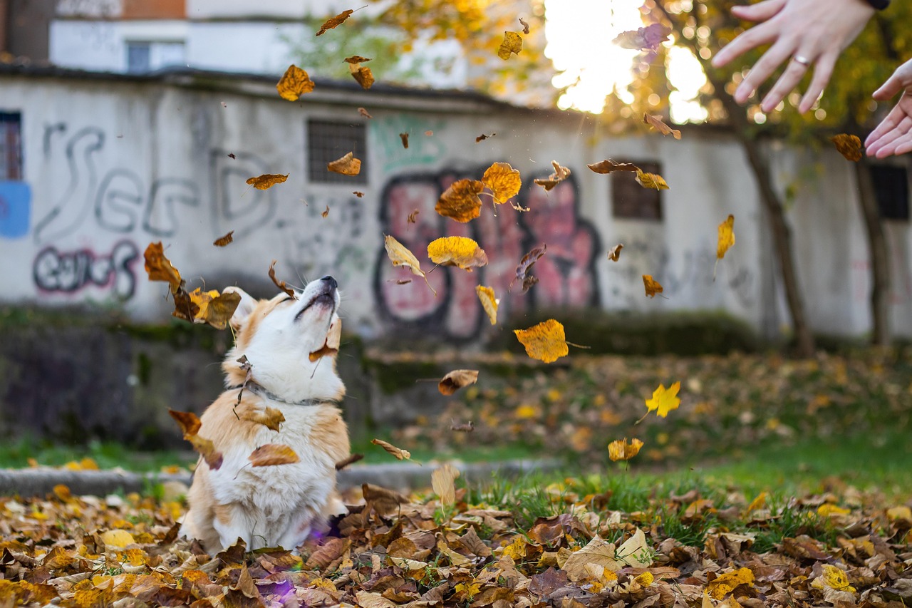 Autumn Pembroke Welsh Corgi Fall