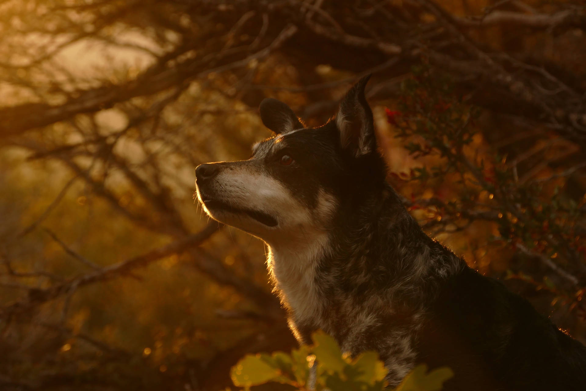 Download Dog In Forest Best Autumn Wallpaper