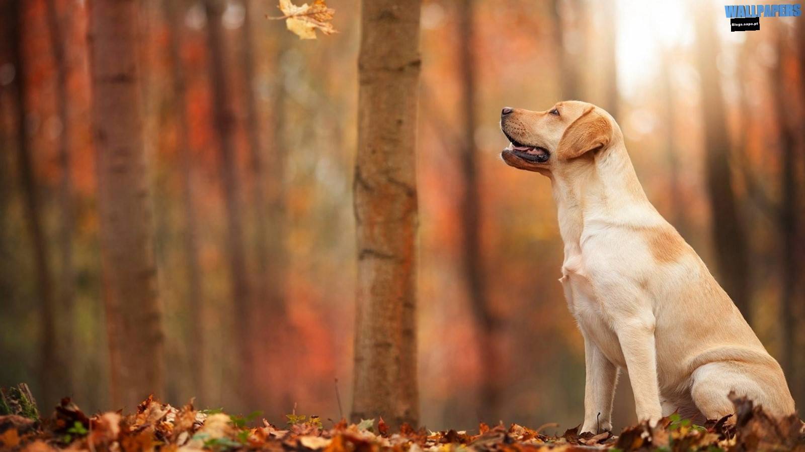 Dog autumn wallpaper 1600×900. Wallpaper 29 HD