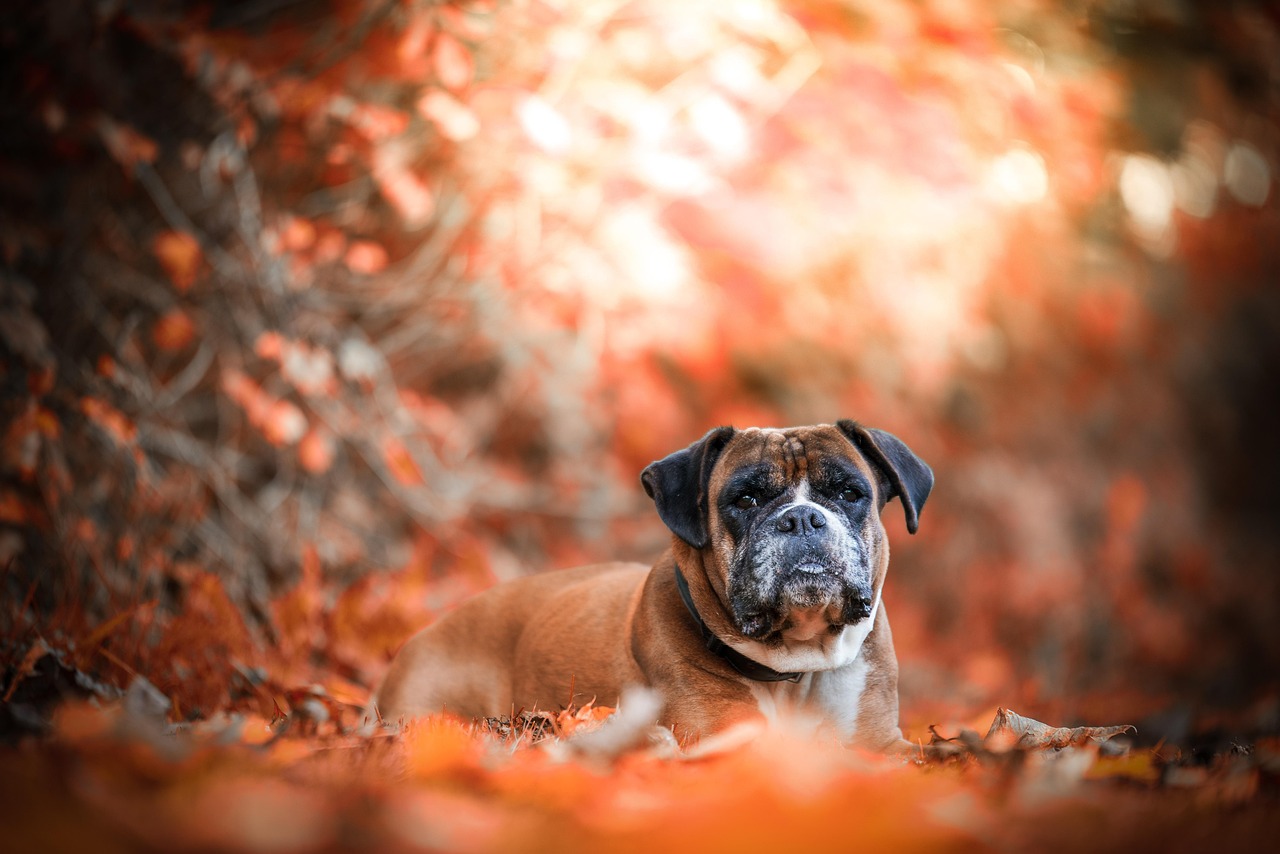 Fall Dog Nature