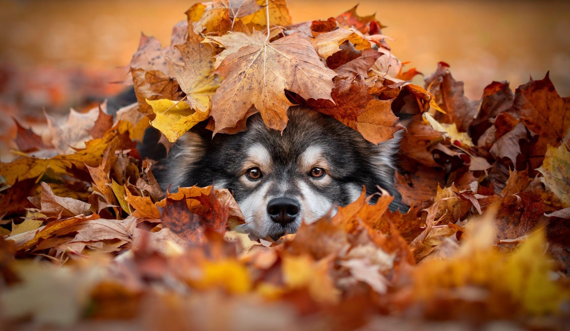 Dog covered by Autumn leaves Jigsaw Puzzle Online
