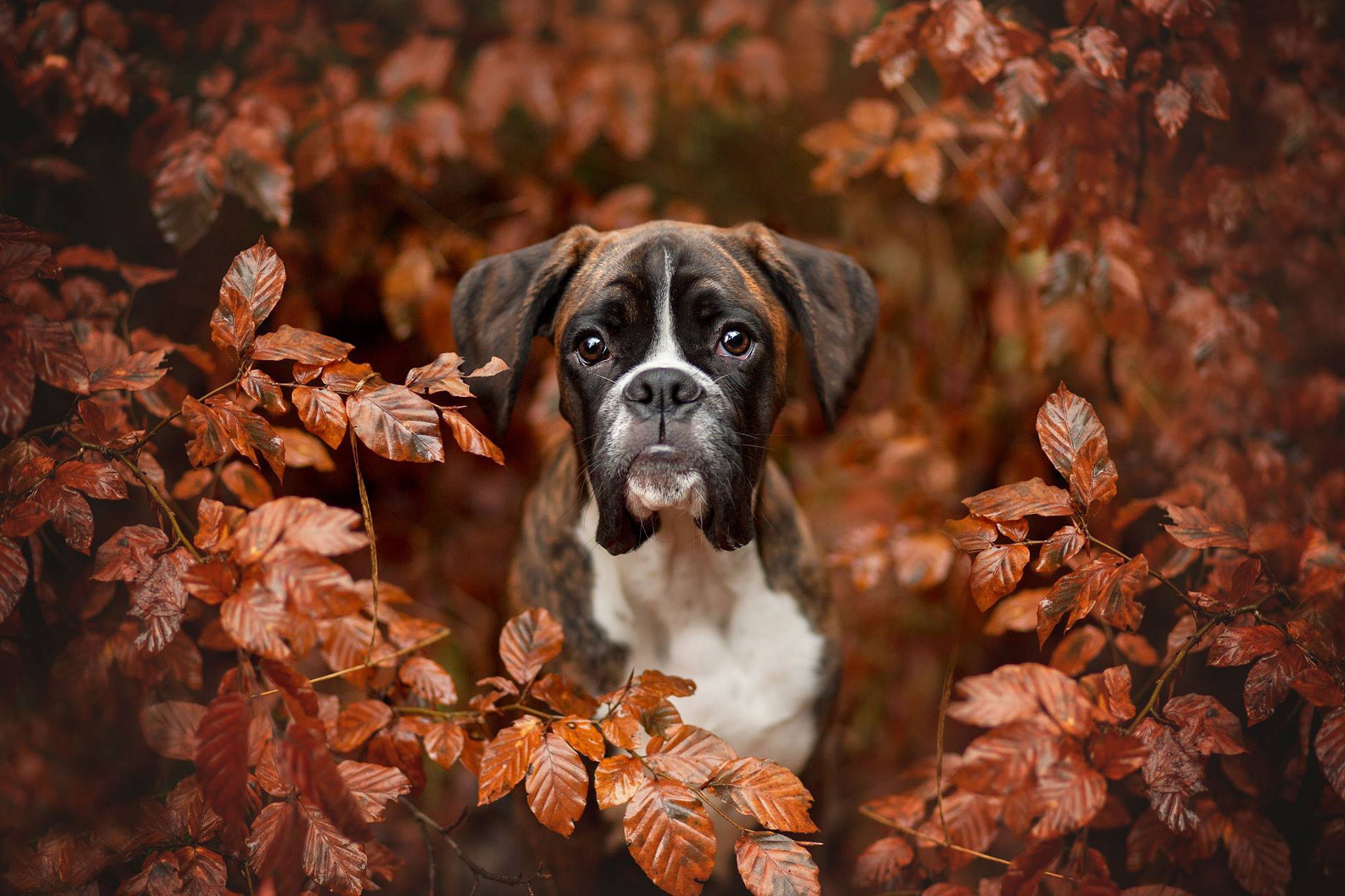 Wallpaper autumn, look, face, leaves, branches, portrait, dog, Boxer for mobile and desktop, section собаки, resolution 2048x1365