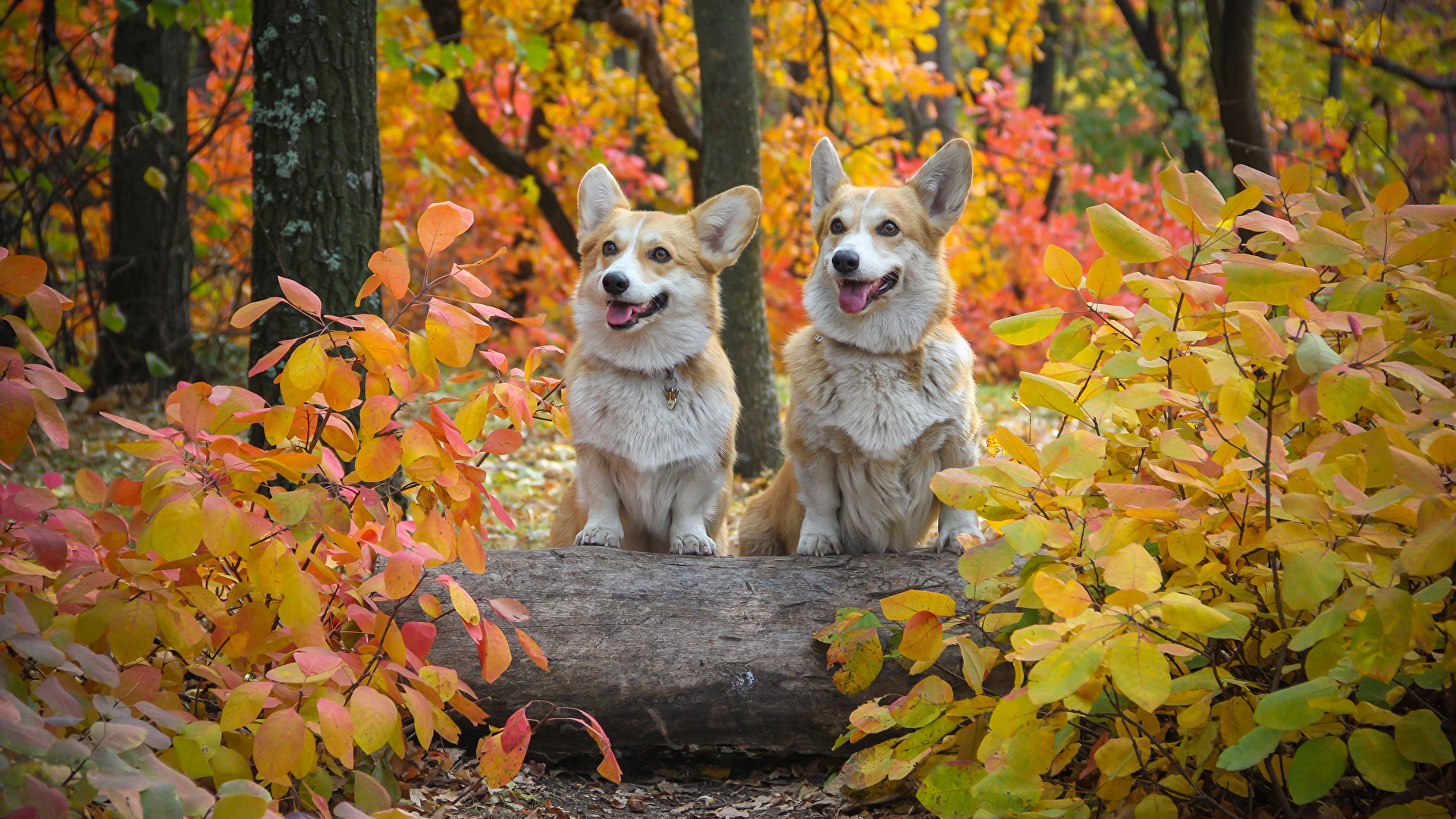Photos Welsh Corgi Dogs Foliage Two Autumn Animals 1920x1080
