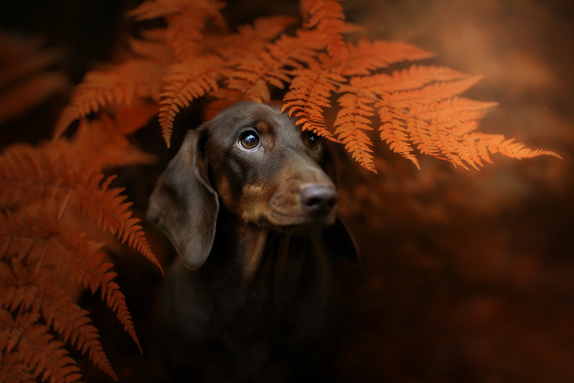 Wallpaper autumn, look, face, leaves, background, portrait, dog, Dachshund for mobile and desktop, section собаки, resolution 1920x1280
