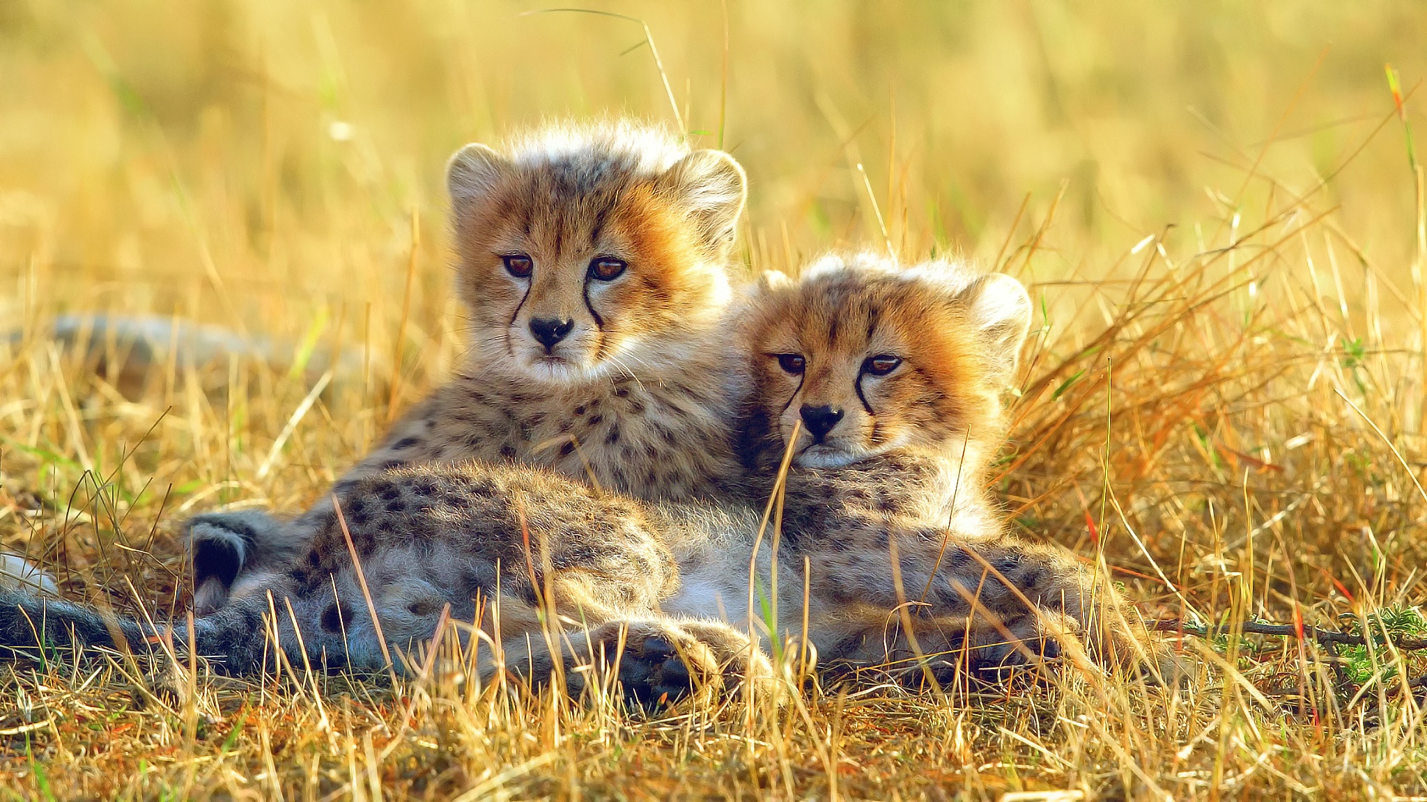 Adorable Cheetah Cubs in Grass