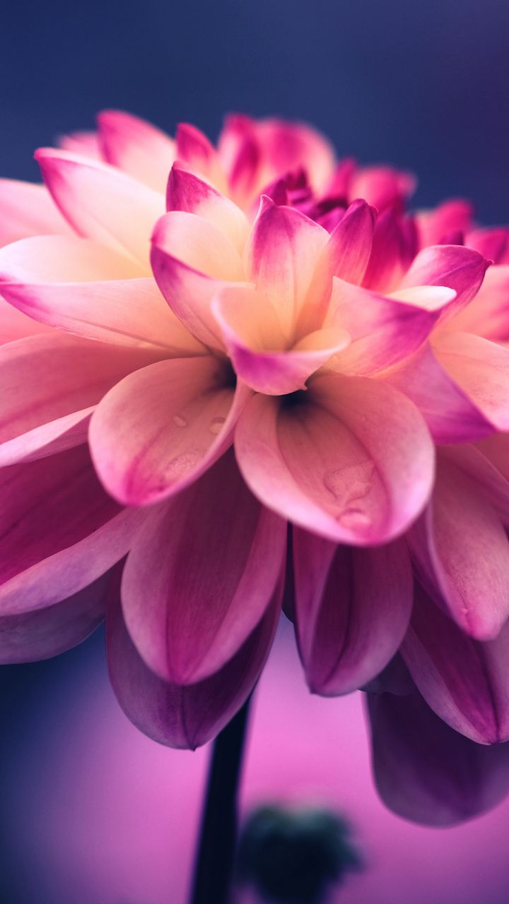 Flowers Wallpaper on Amazon Appstore