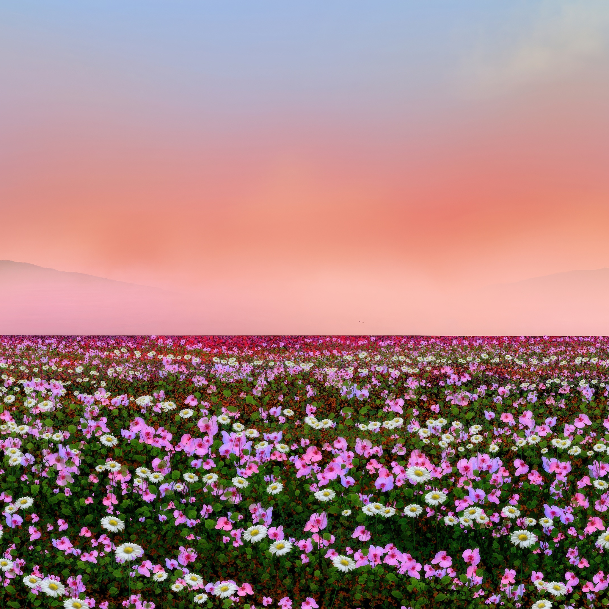 Flowers Field iPad Air , HD 4k Wallpaper, Image, Background, Photos and Picture