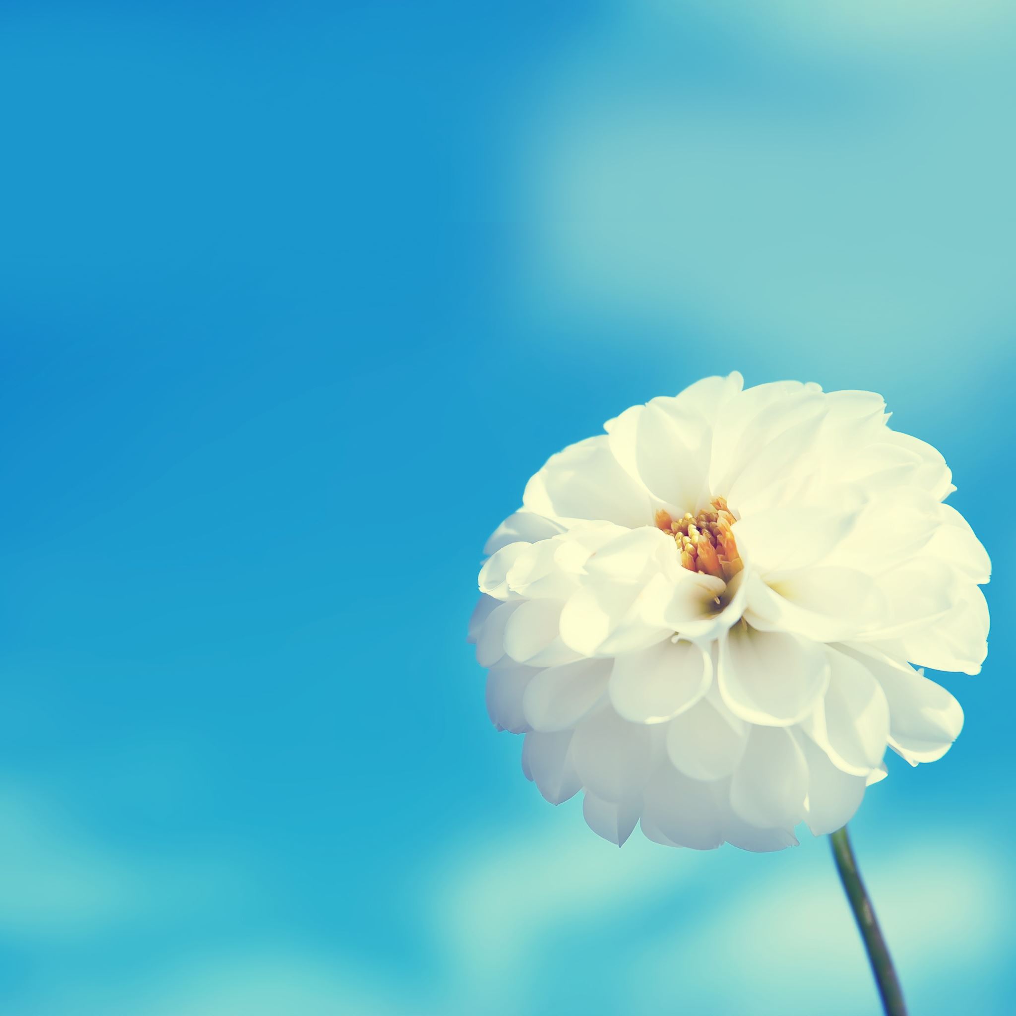 White Flower iPad Air Wallpaper Free Download