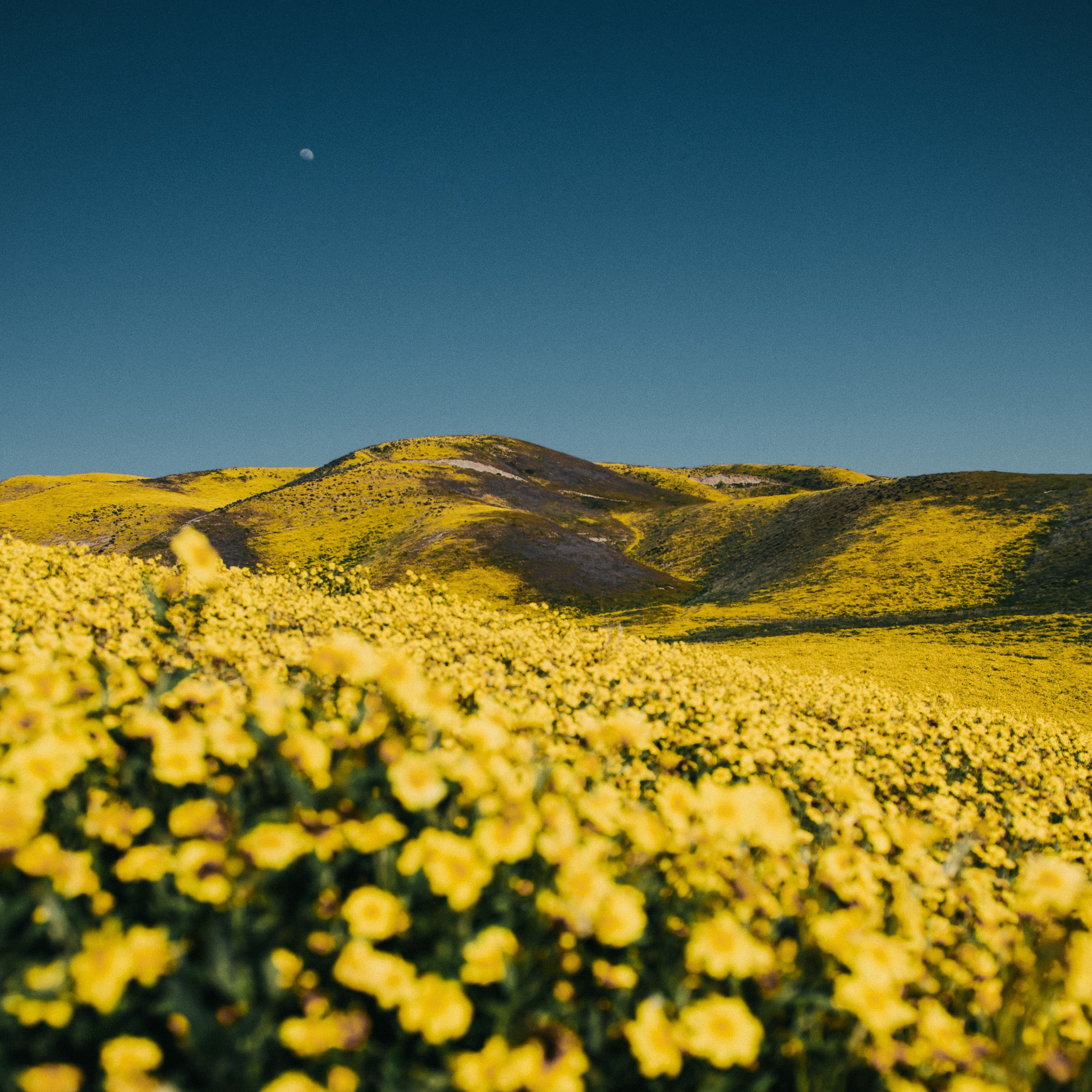 Download wallpaper 2780x2780 flowers, yellow, hills, field, landscape ipad air, ipad air 2, ipad 3, ipad 4, ipad mini 2, ipad mini 3, ipad mini 4, ipad pro 9.7 for parallax HD background
