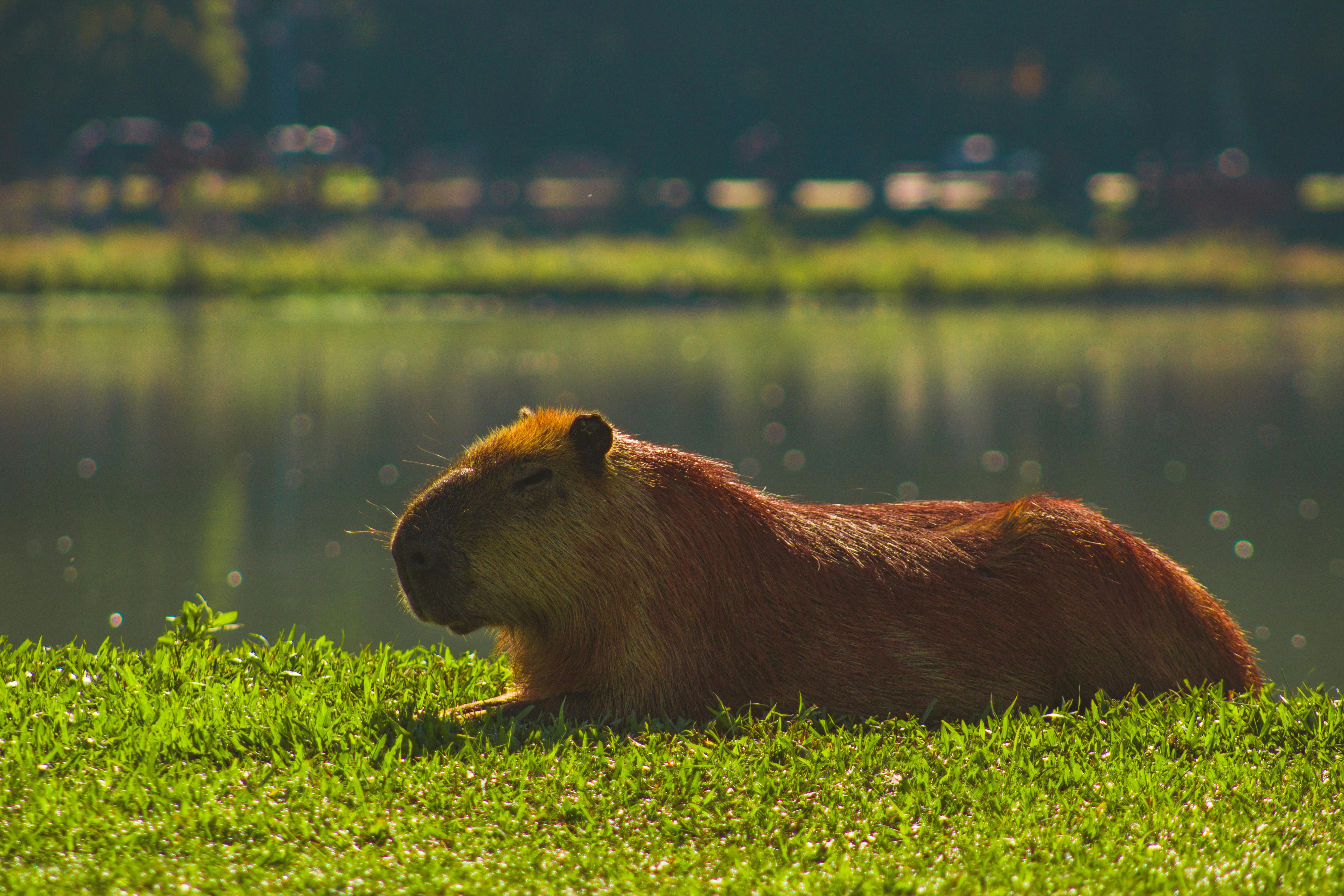 Close Up Of A Capybara Lying On The Grass Near A Body Of Water · Free