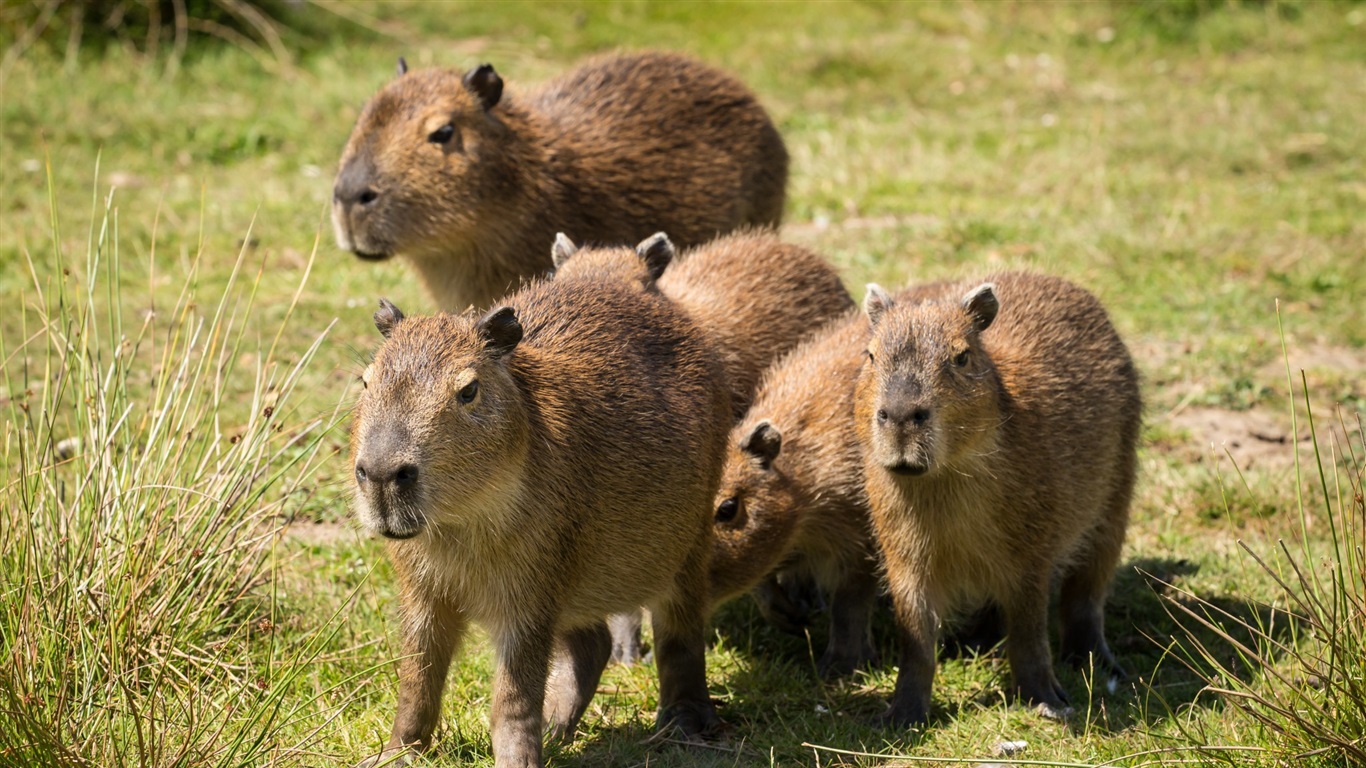 Wallpaper Cute animals, capybaras, grass, summer 1920x1440 Picture, Image
