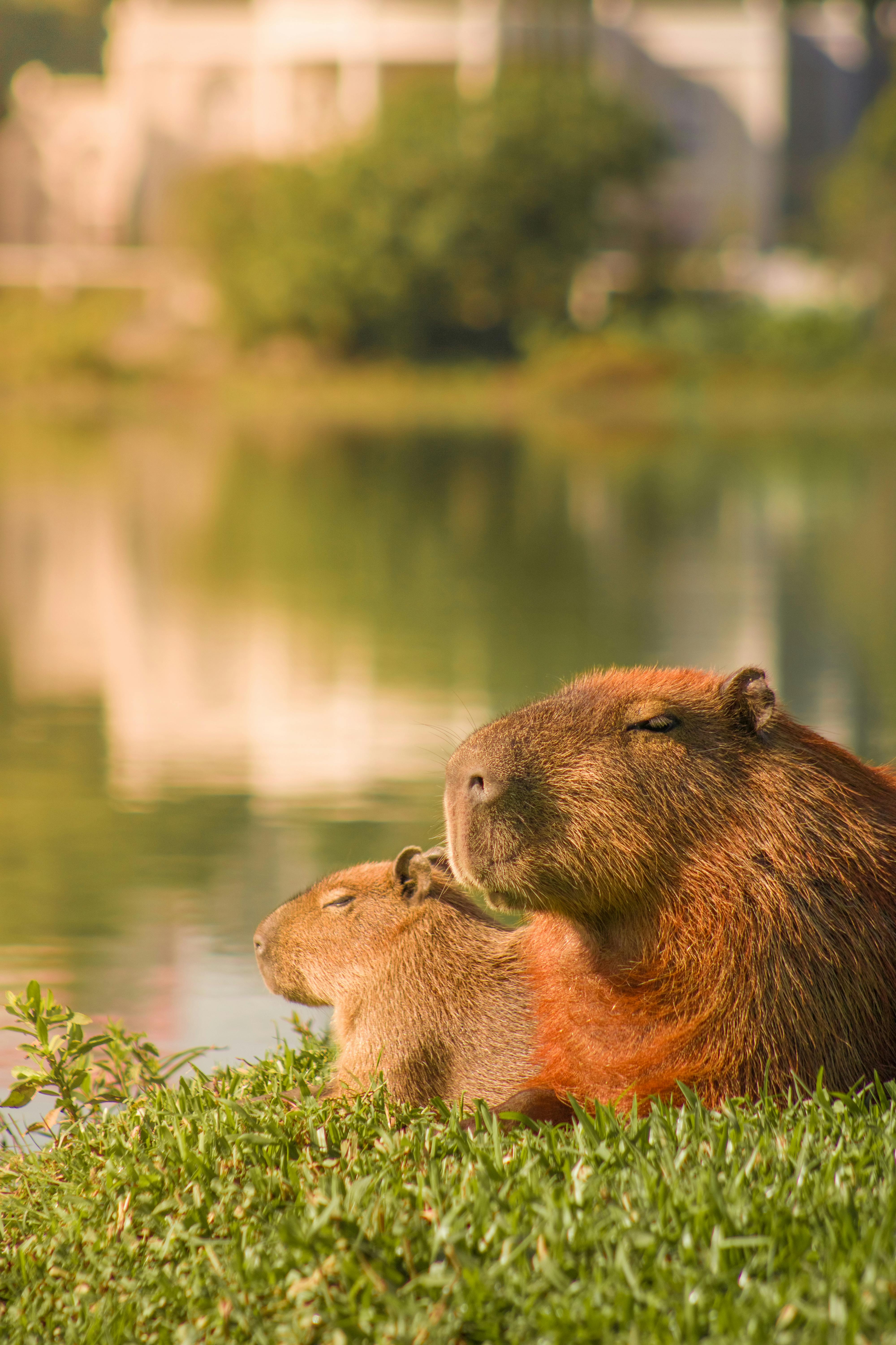 Close Up Of Capybaras Lying On The Grass · Free