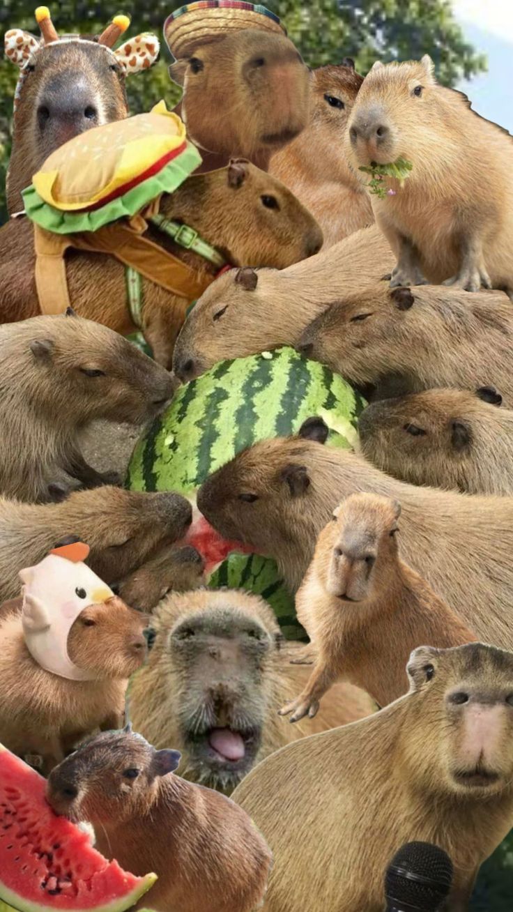 Capybara Collage with Watermelon Slices