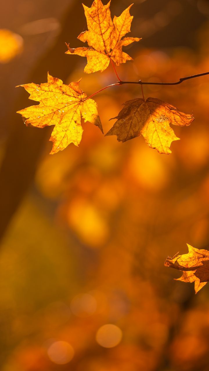 Free HD wallpaper maple, leaves, branches, autumn, macro, yellow, background HD for pc, mobile phone