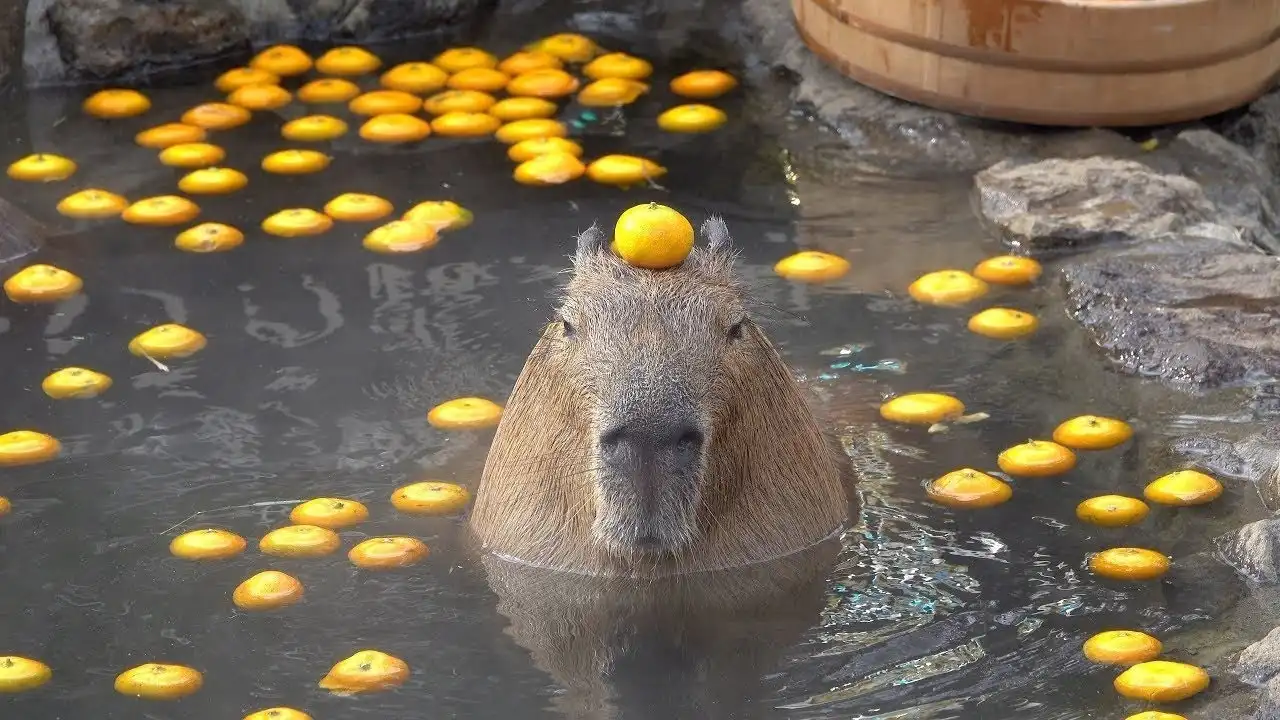 Capybara With Mandarin Orange On Head In The Open Air Bathみかんを頭にのせるカピバラ 伊豆シャボテン動物公園【元祖カピバラの露天風呂】