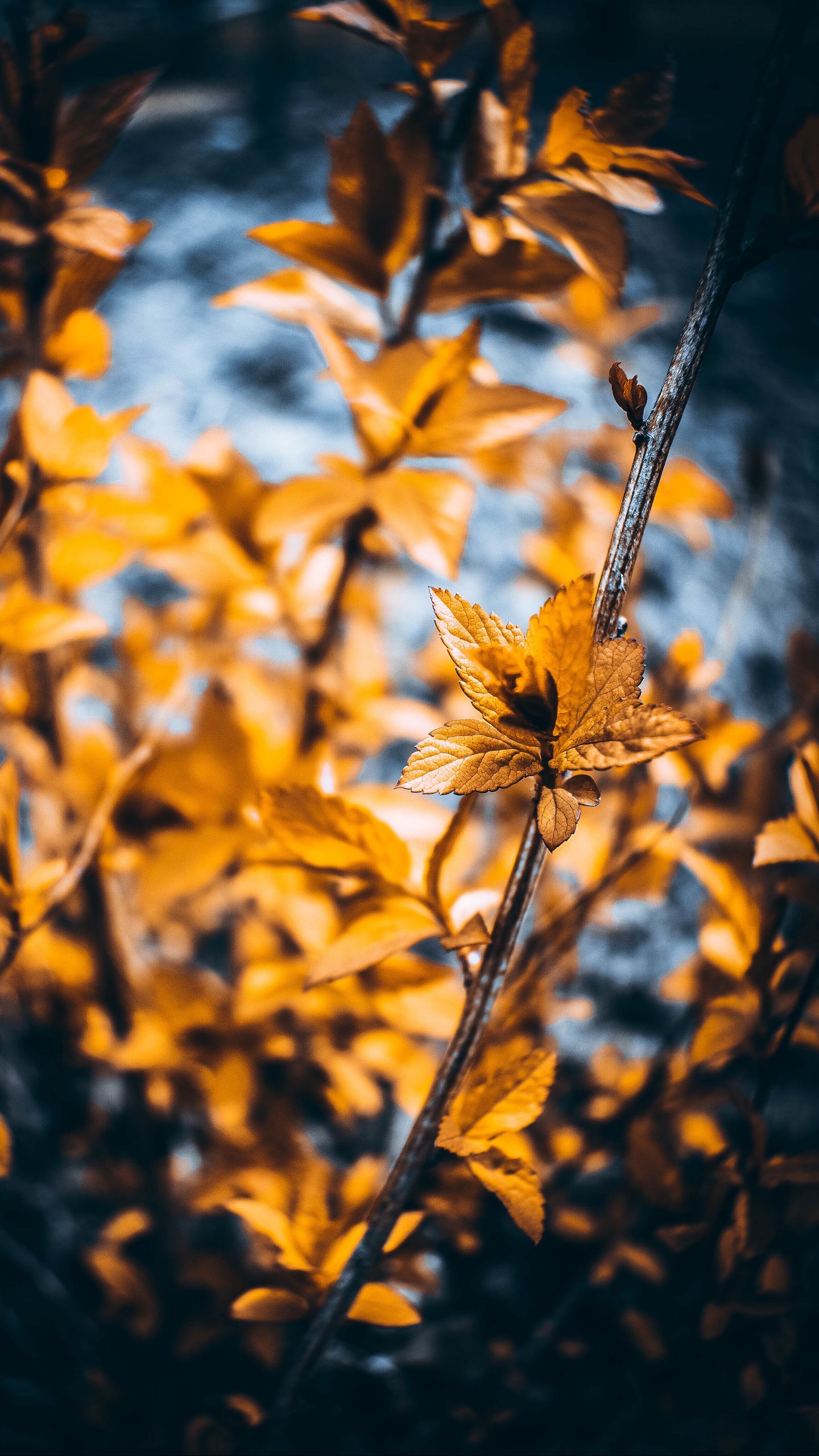 Download wallpaper 1440x2560 plant, macro, leaves, blur, branches qhd samsung galaxy s6, s7, edge, note, lg g4 HD background