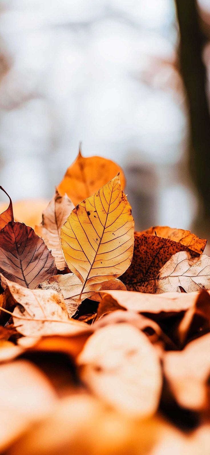 Fall Leaves Wallpaper for iPhone for Subtle Seasonal Charm