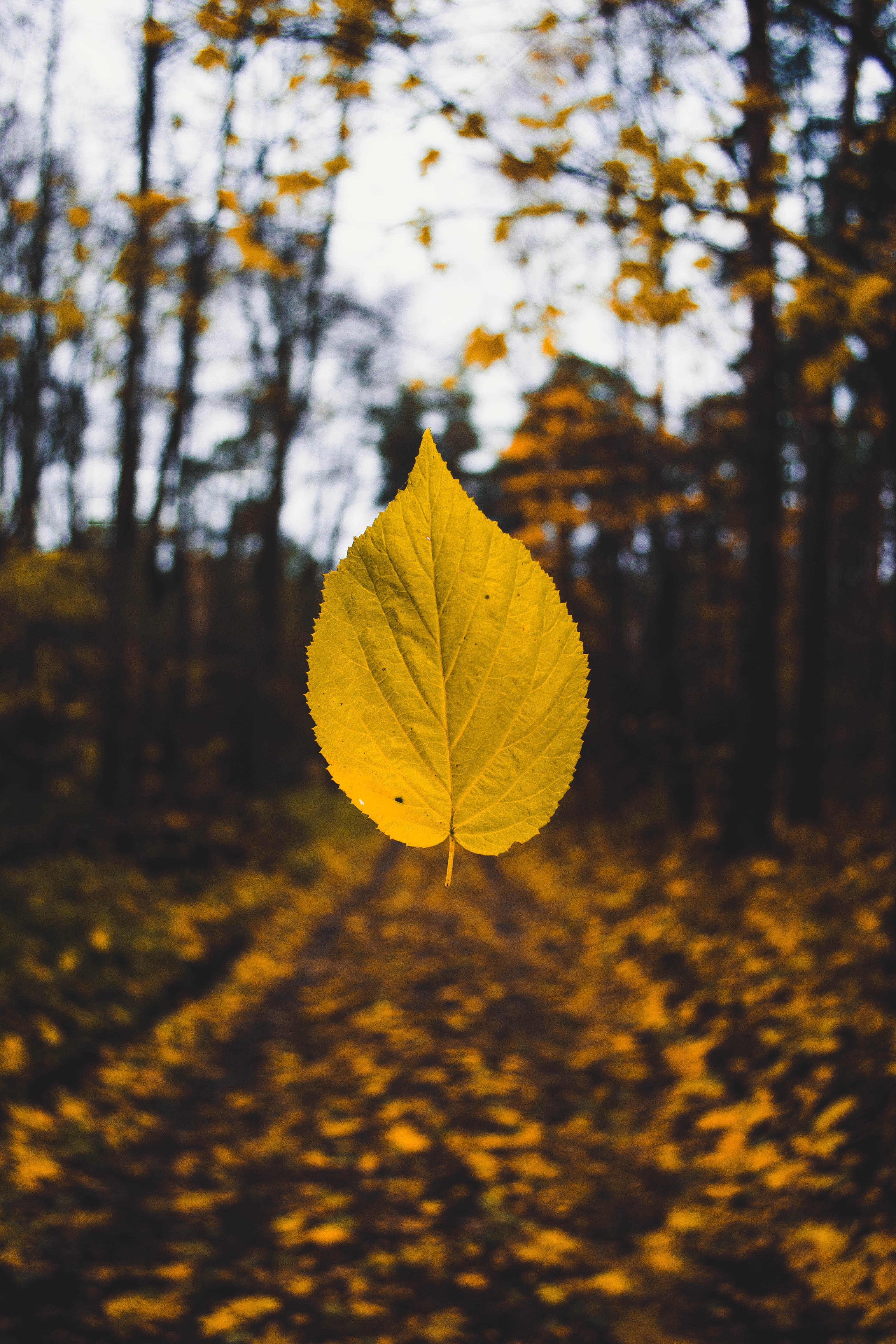 Phone wallpaper: Blur, Macro, Sheet, Leaf, Smooth, Levitation, Autumn 94137