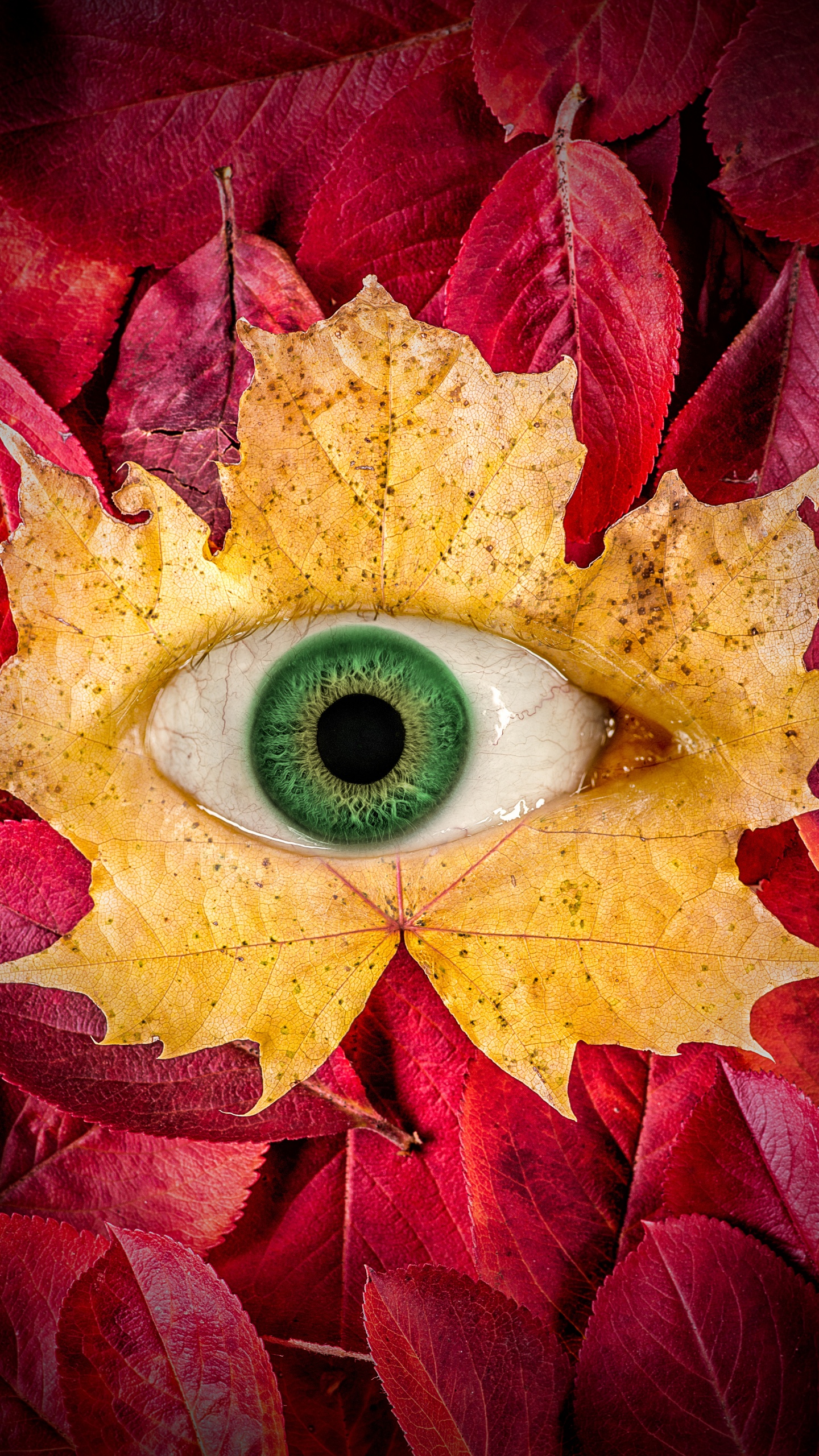 Autumn leaves Wallpaper 4K, Eye, Surreal, Maple leaves, Macro