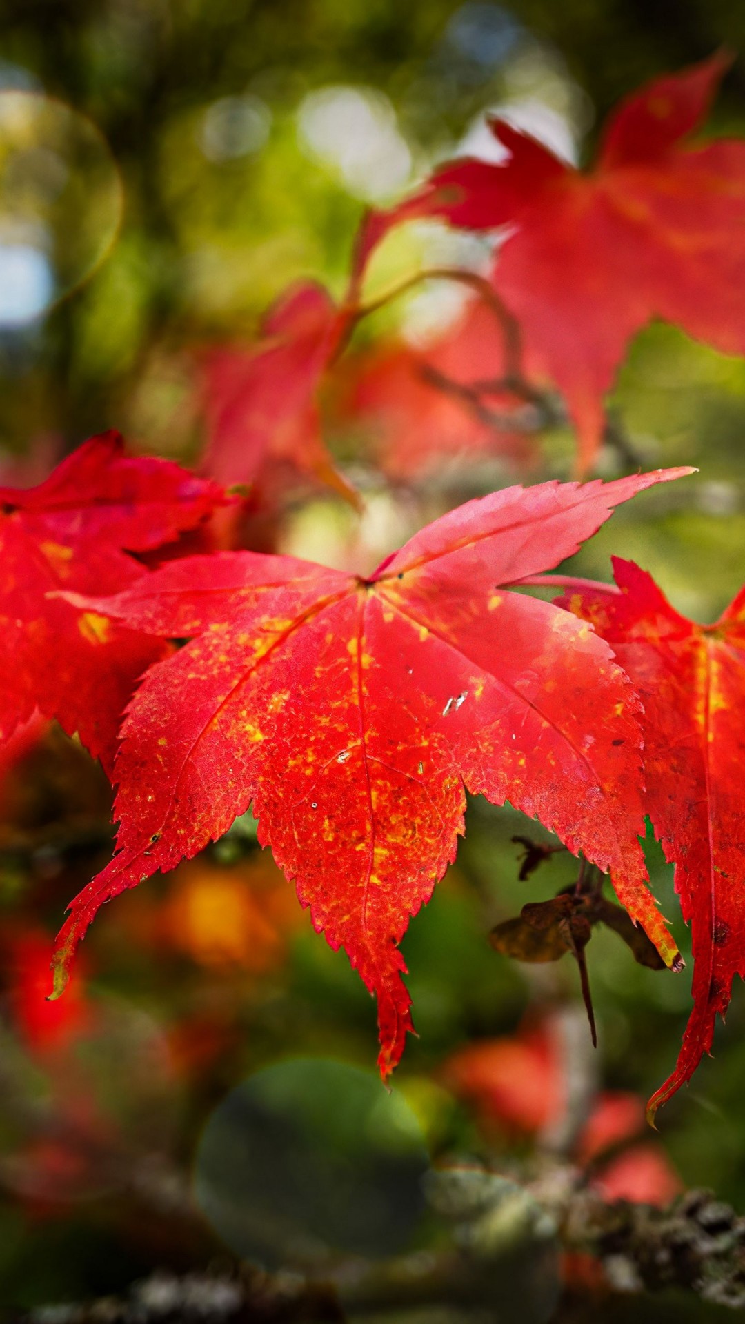red maple autumn maple leaves macro wallpaper blur bokeh background 4K HD Nature Wallpaper