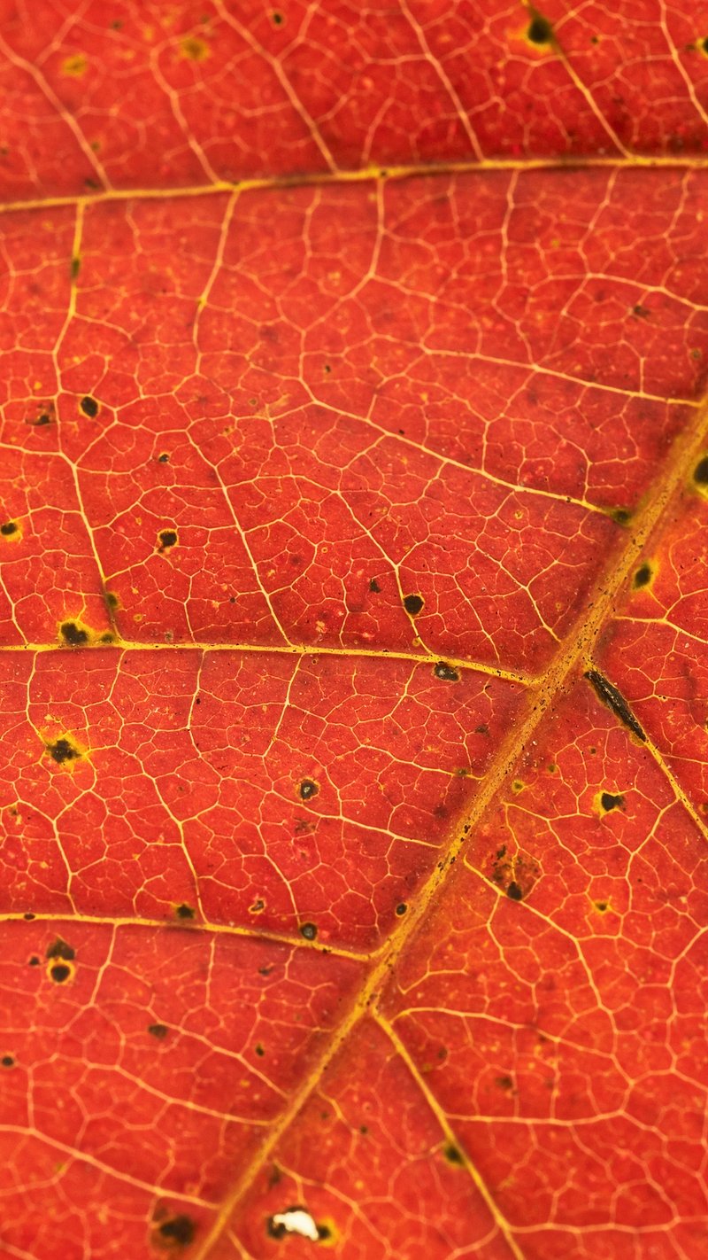 iPhone Autumn Wallpaper Image Wallpaper