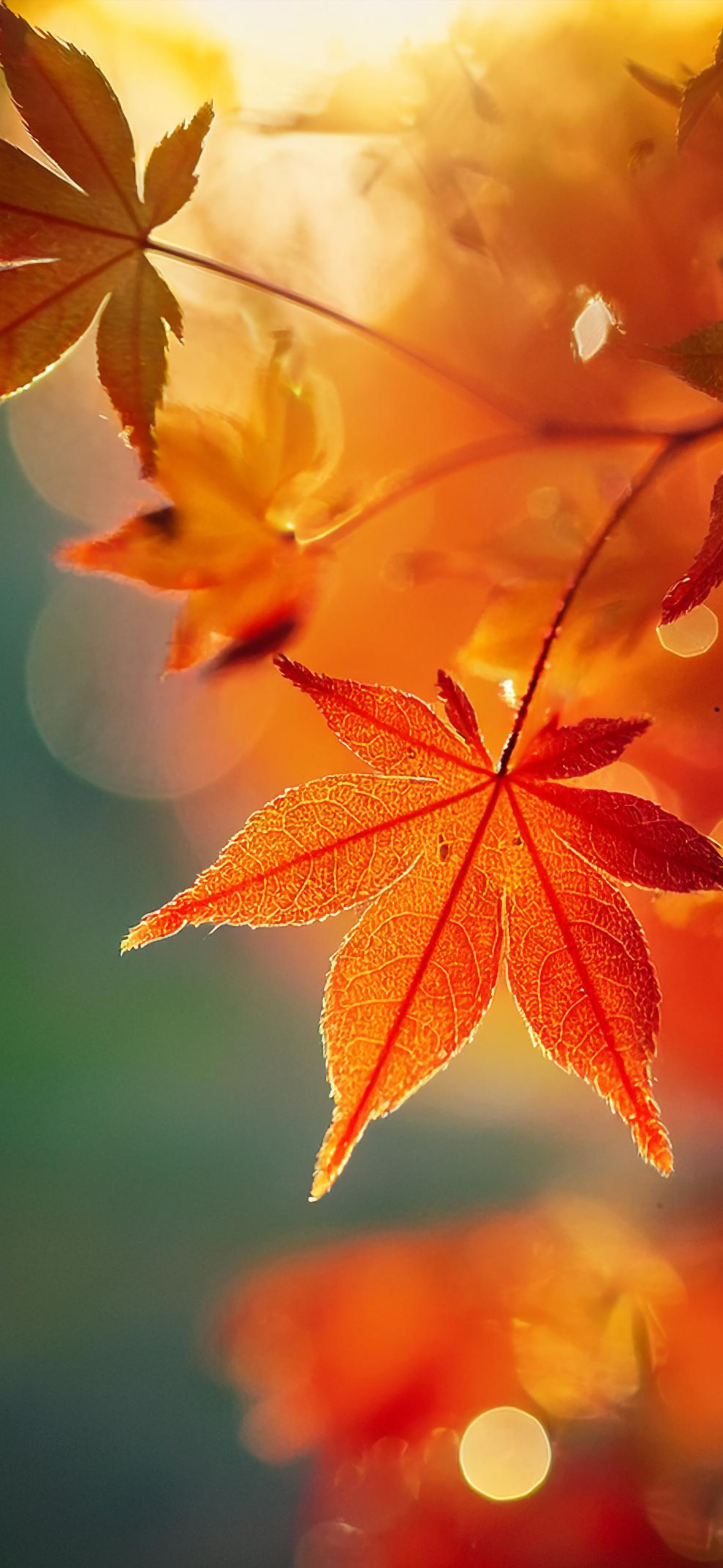Download Fall Wallpaper for iPhone and Embrace Autumn Colors