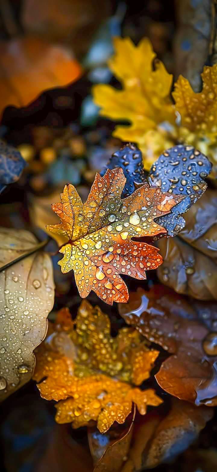 Colors. Fall wallpaper, Pretty wallpaper, Autumn inspiration