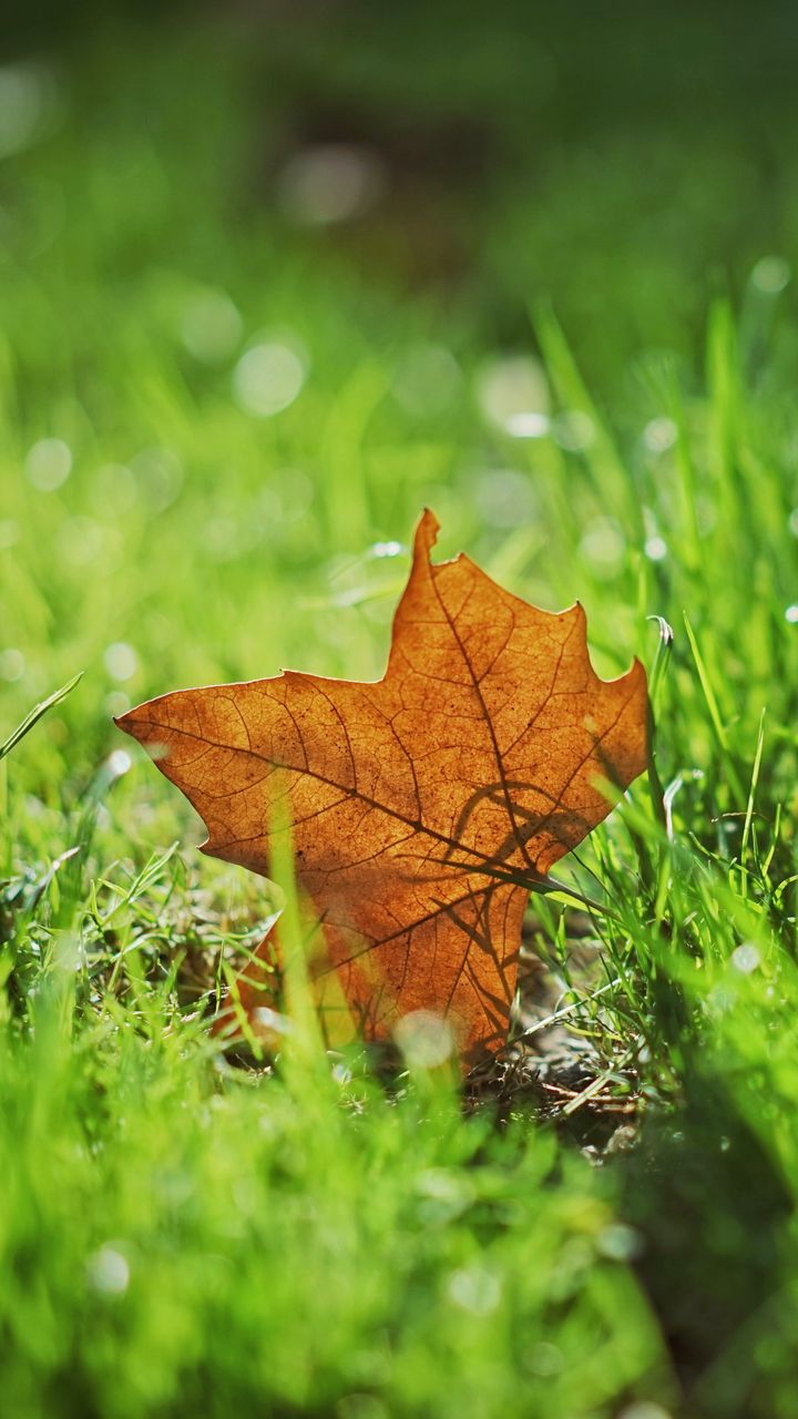 Download wallpaper 720x1280 leaf, autumn, maple, grass, blur samsung galaxy mini s3, s5, neo, alpha, sony xperia compact z1, z2, z3, asus zenfone HD background