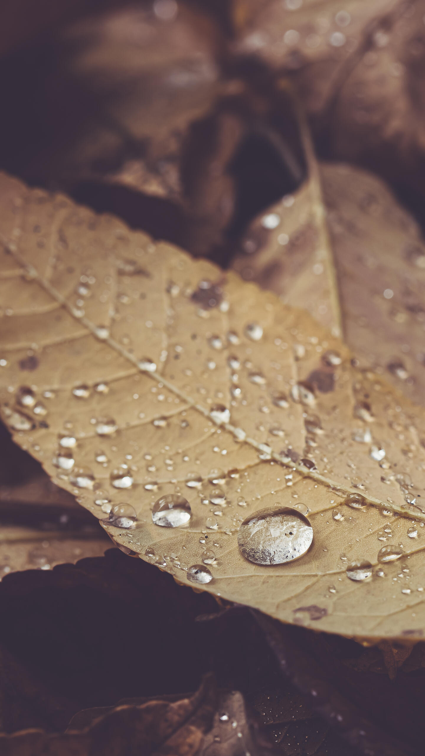 Autumn leaves in the rain · 1440x2560 QHD free photo from bradeya and wallpaper