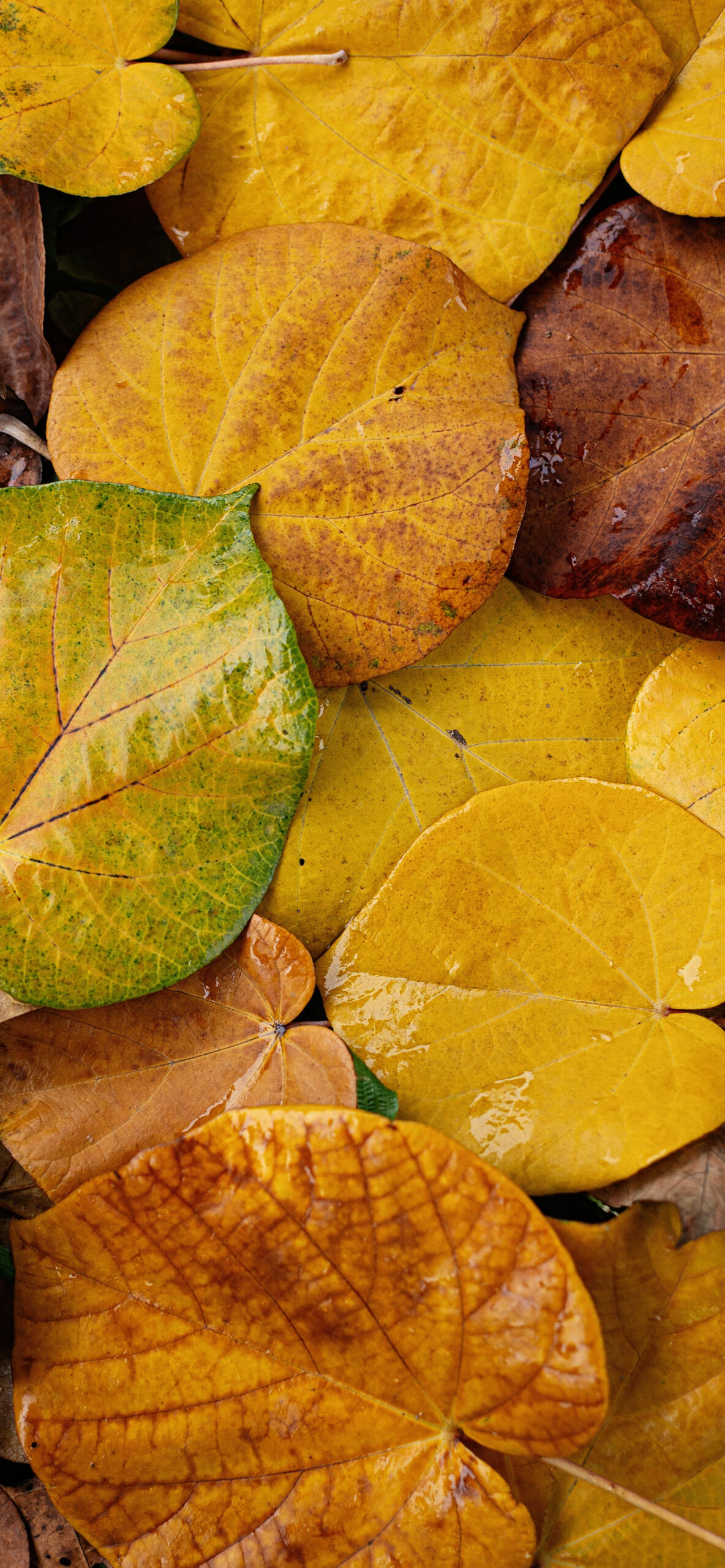 Fall Wallpaper for iPhone 11, Pro Max, X, 8, 7, 6