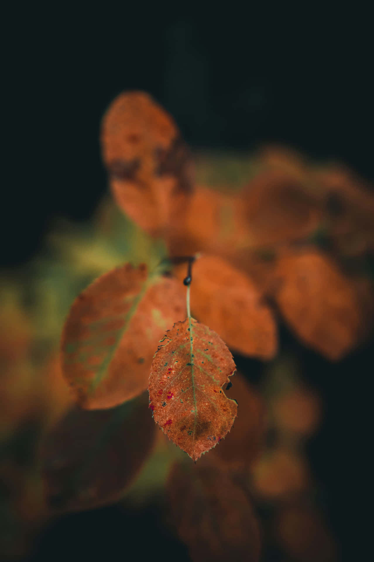 Brown Fall Aesthetic Wallpaper