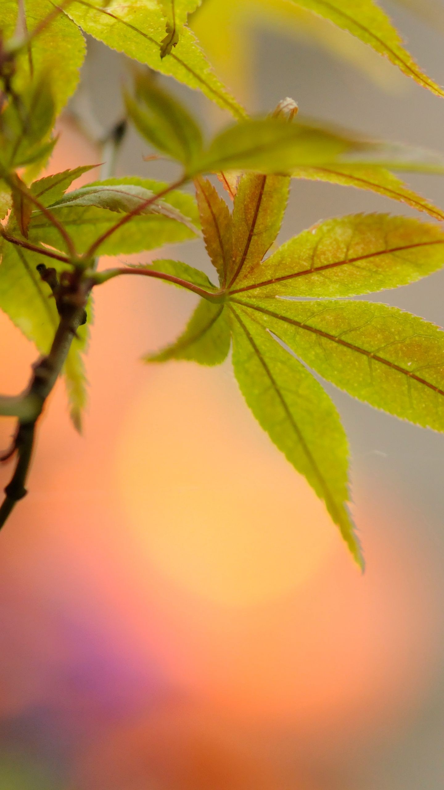 Leaf Maple Tree Branch Blur Macro Photography 4K HD Photography Wallpaper