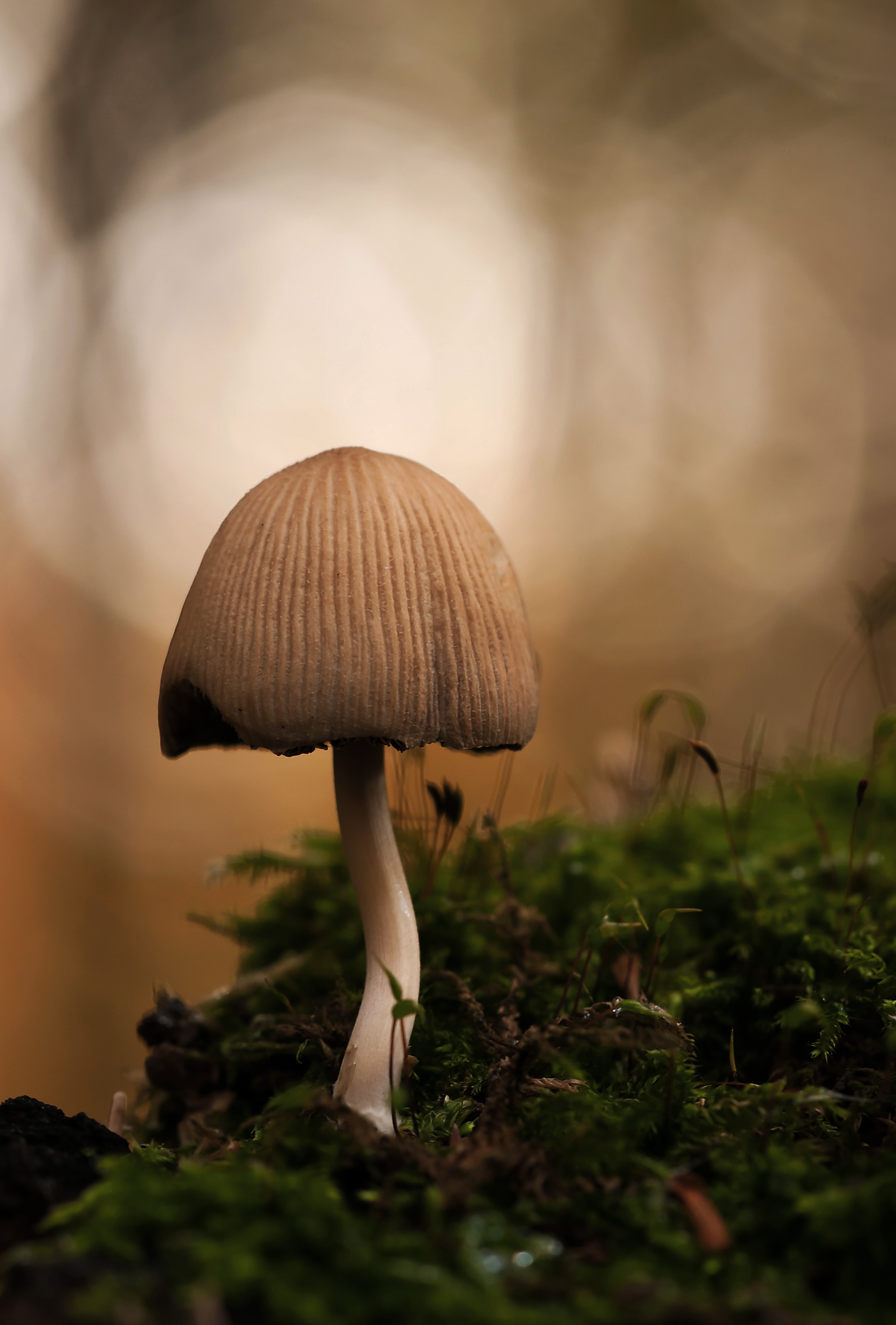Free Image, tree, nature, sunlight, flower, autumn, hat, close up, lichtspiel, forest floor, fungus, habitat, forest mushroom, forest mushrooms, macro photography, mica comatus, coprinus micaceus 2777x4103