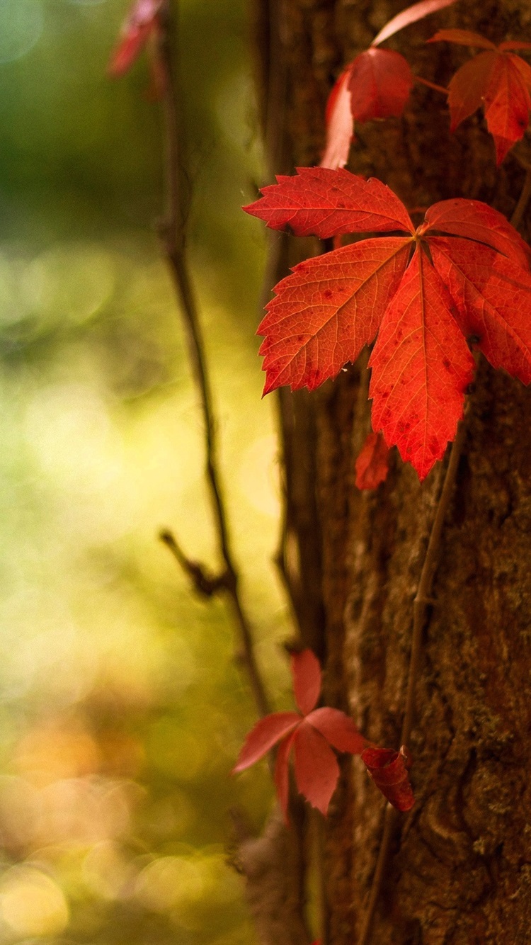Wallpaper Red leaf macro, blurred background 2560x1600 Picture, Image