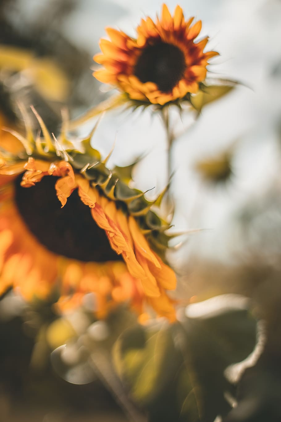 sunflowers, blur, the background, yellow, the sun, macro, bokeh, out of focus, light, figure, autumn