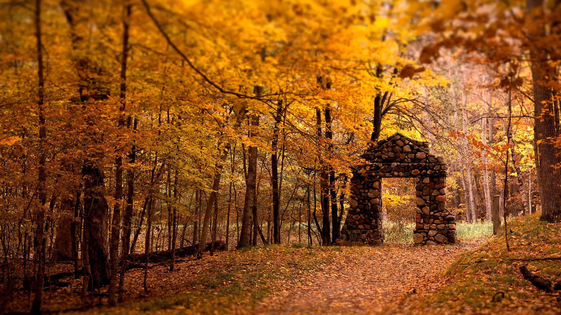 Download Celebrate the Changing Season with This Lively Fall Autumn Desktop Wallpaper