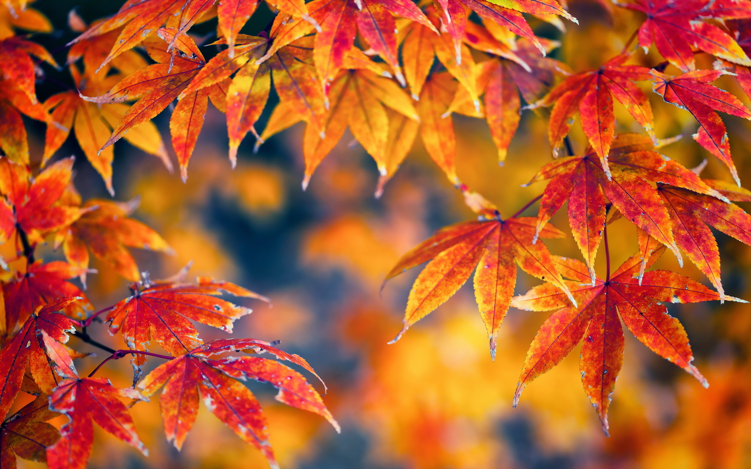 Wallpaper Brown and Red Leaves in Tilt Shift Lens, Background Free Image