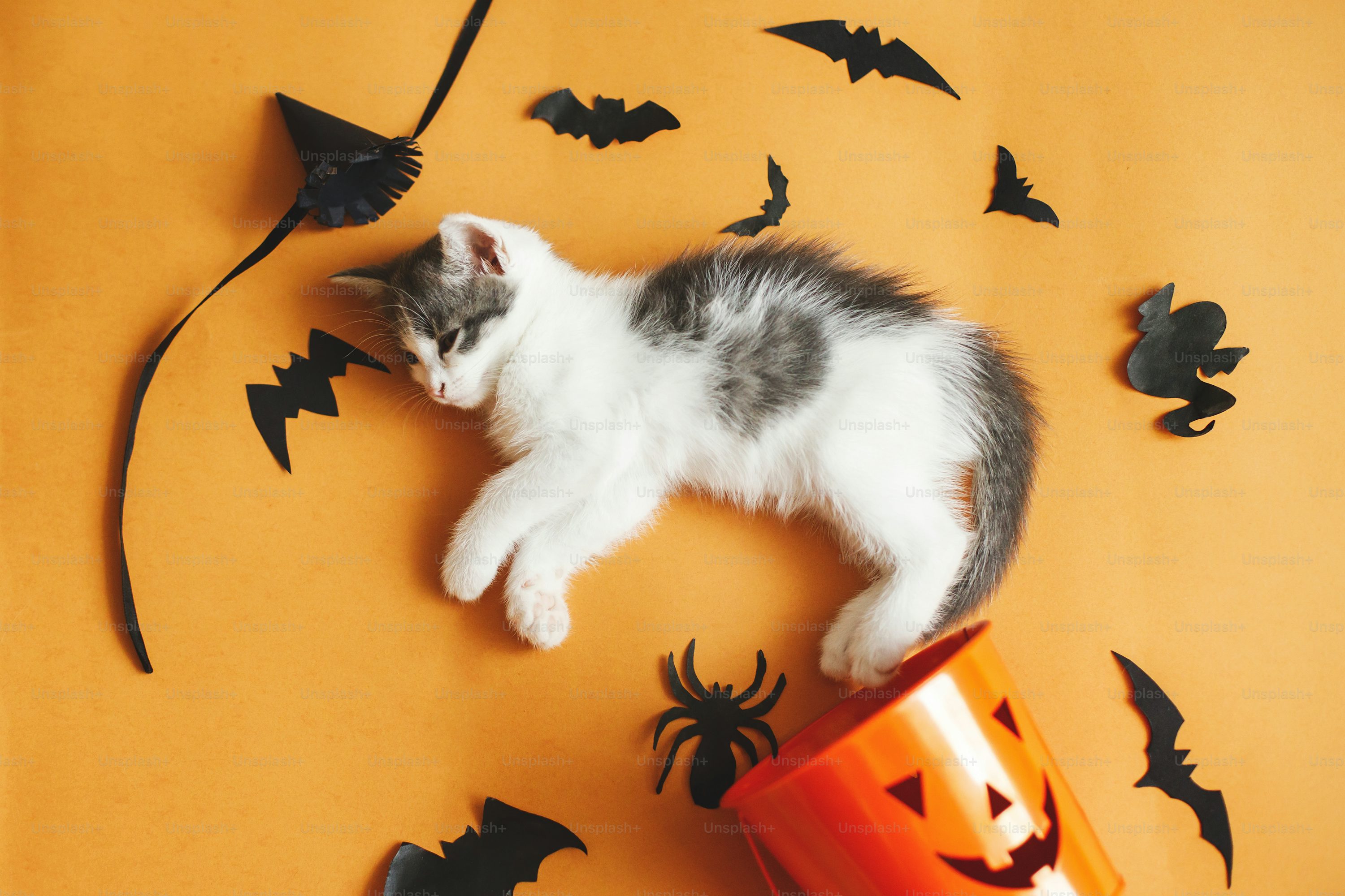 Happy Halloween. Cute kitten playing with halloween trick or treat bucket and black bats on orange background. Adorable kitty lying at jack o' lantern pumpkin pail, flat lay. photo