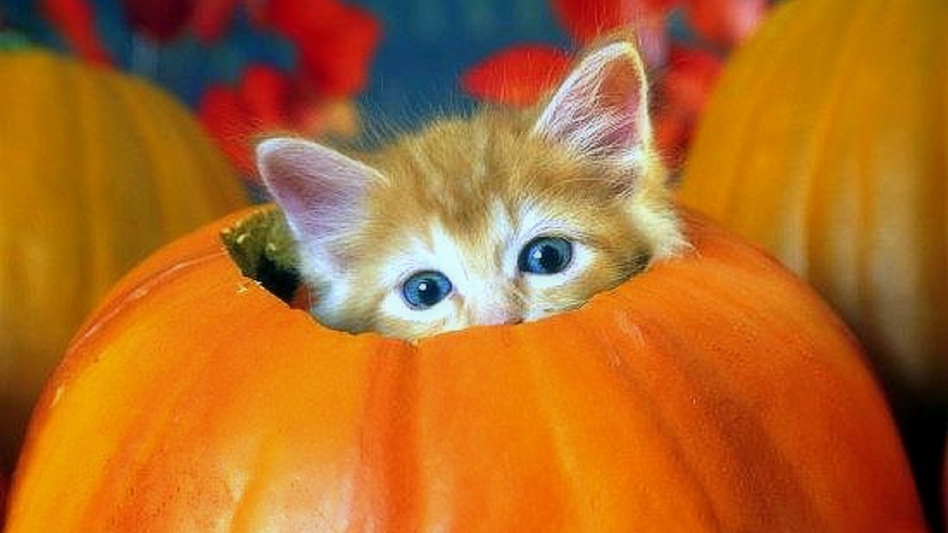 Adorable Kitten in a Pumpkin for Halloween!