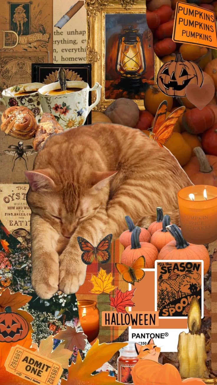 #cat #fall #autumn #halloween #cozy #orange # orangecat #fallvibes #vin. Halloween wallpaper cute, Cute fall wallpaper, Cat wallpaper