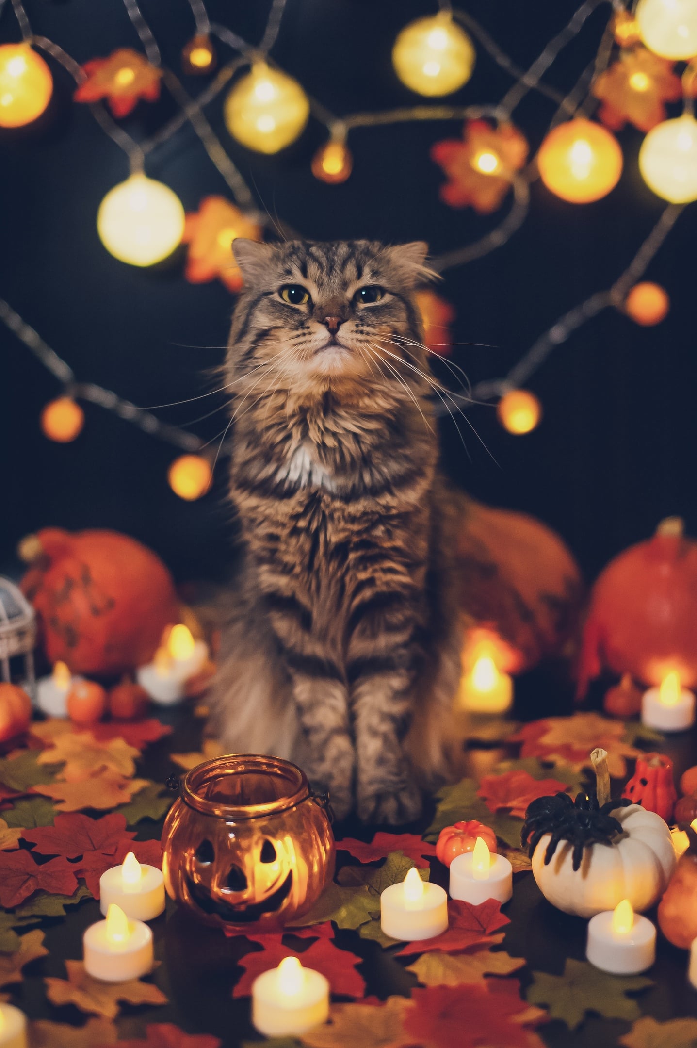 This is my cat Peach in the photo two years ago and I just want to say that I am still crazy about this photo. I really wanted to make a themed