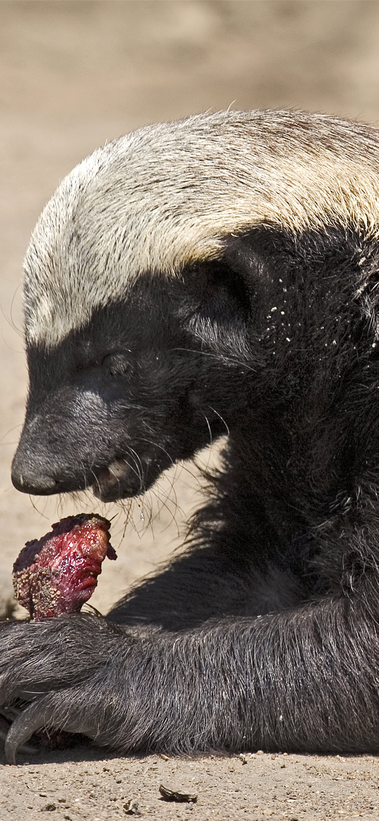 Best Stink badgers iPhone HD Wallpaper