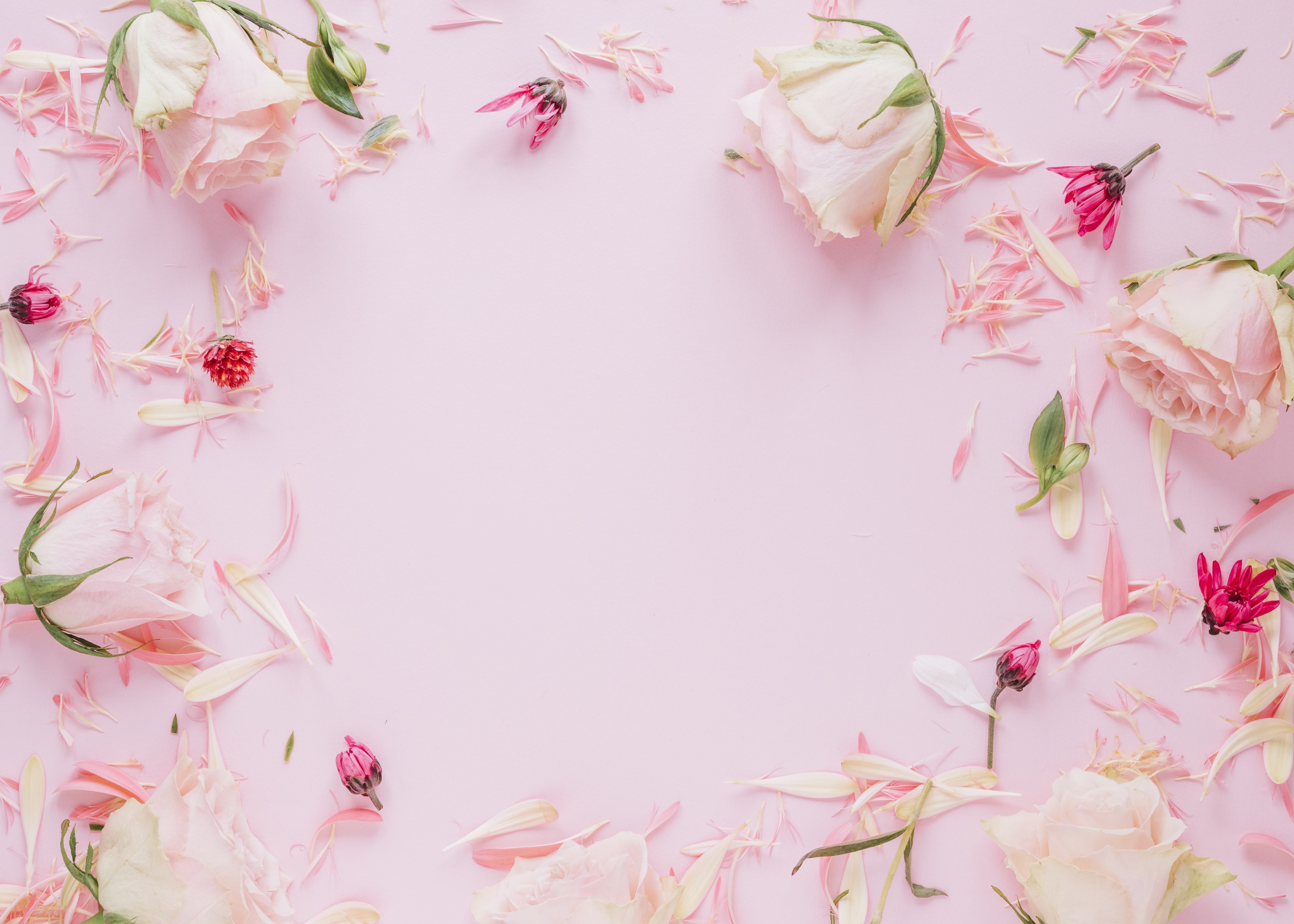 Wallpaper flowers, roses, frame, petals, colorful, pink, pink, flowers for mobile and desktop, section цветы, resolution 5600x4000
