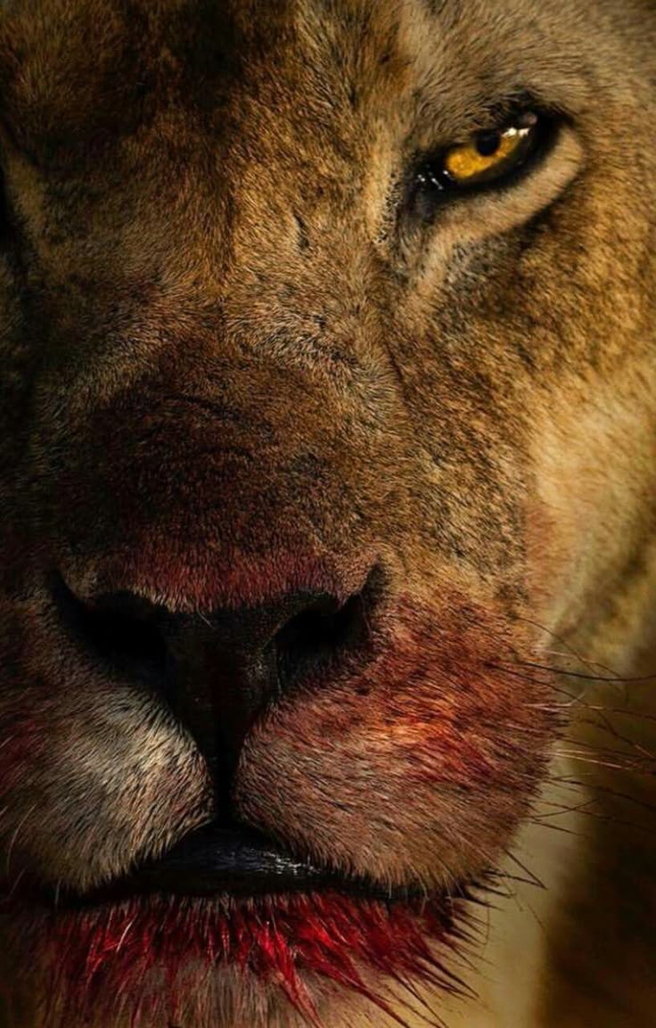 Majestic Lion with Blood on Nose and Chest