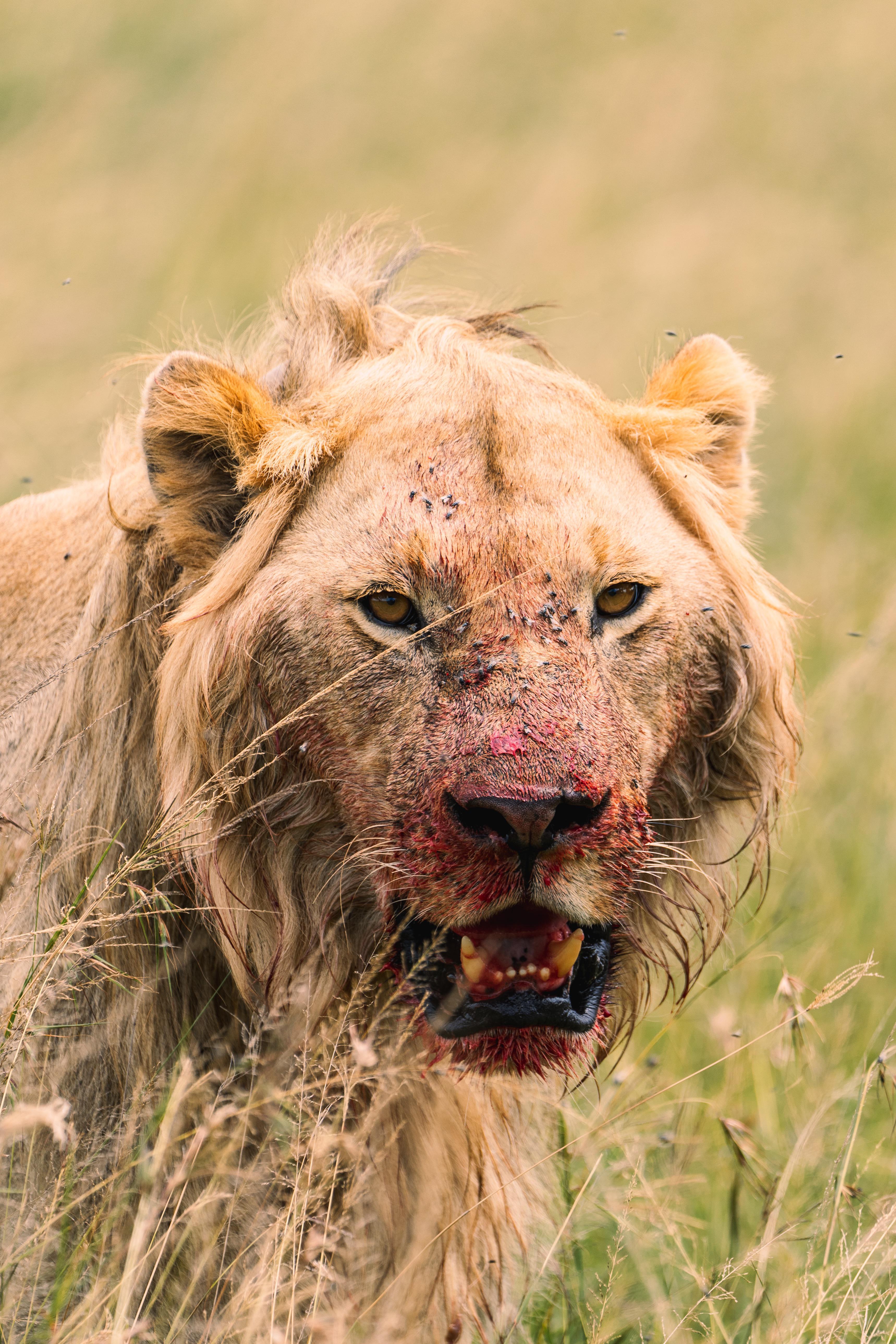 Bloody Lion 400 GM 1 500, F5.6, ISO 100 400 Mm A74
