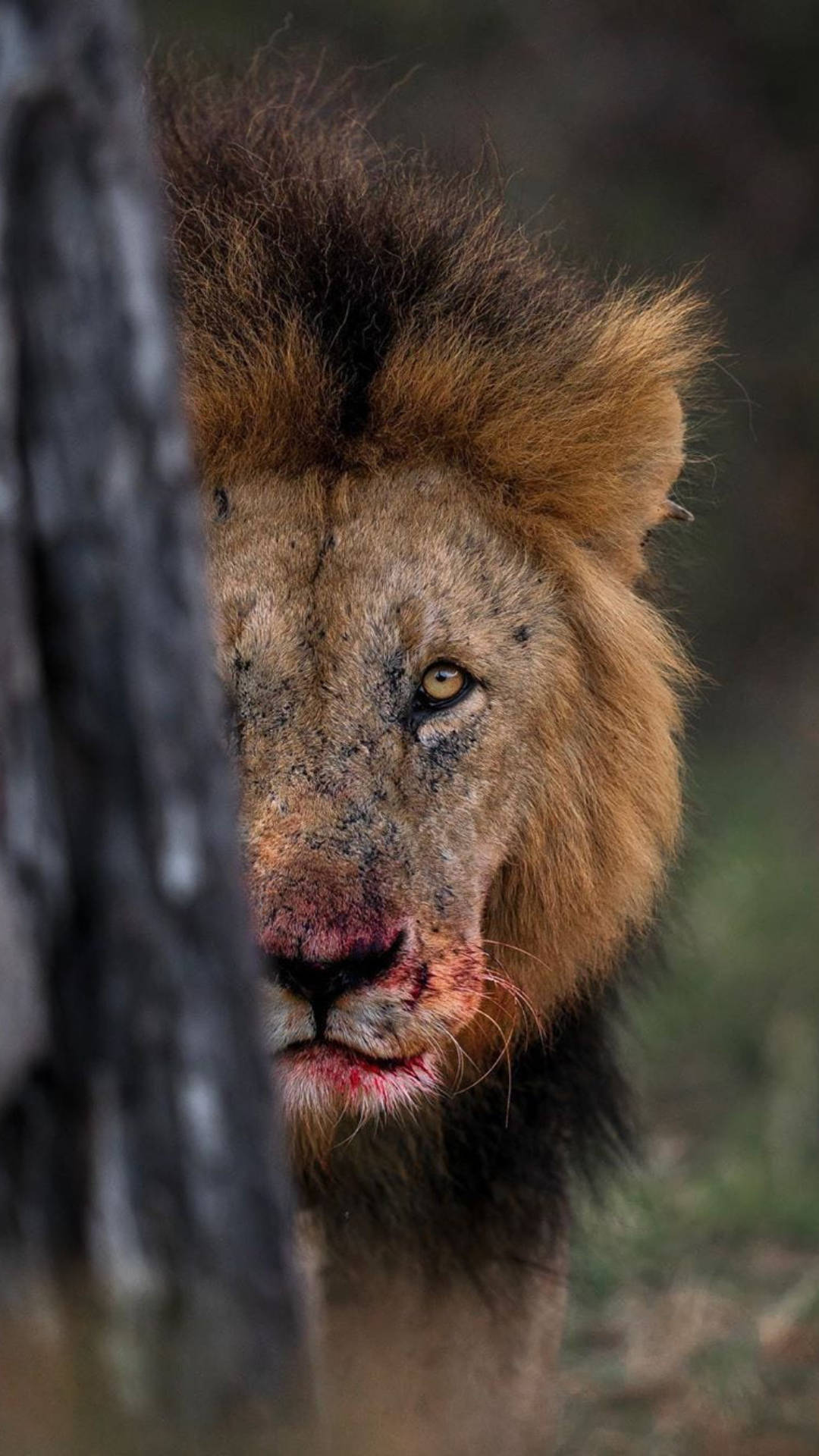 Download Lion Jungle iPhone Wallpaper