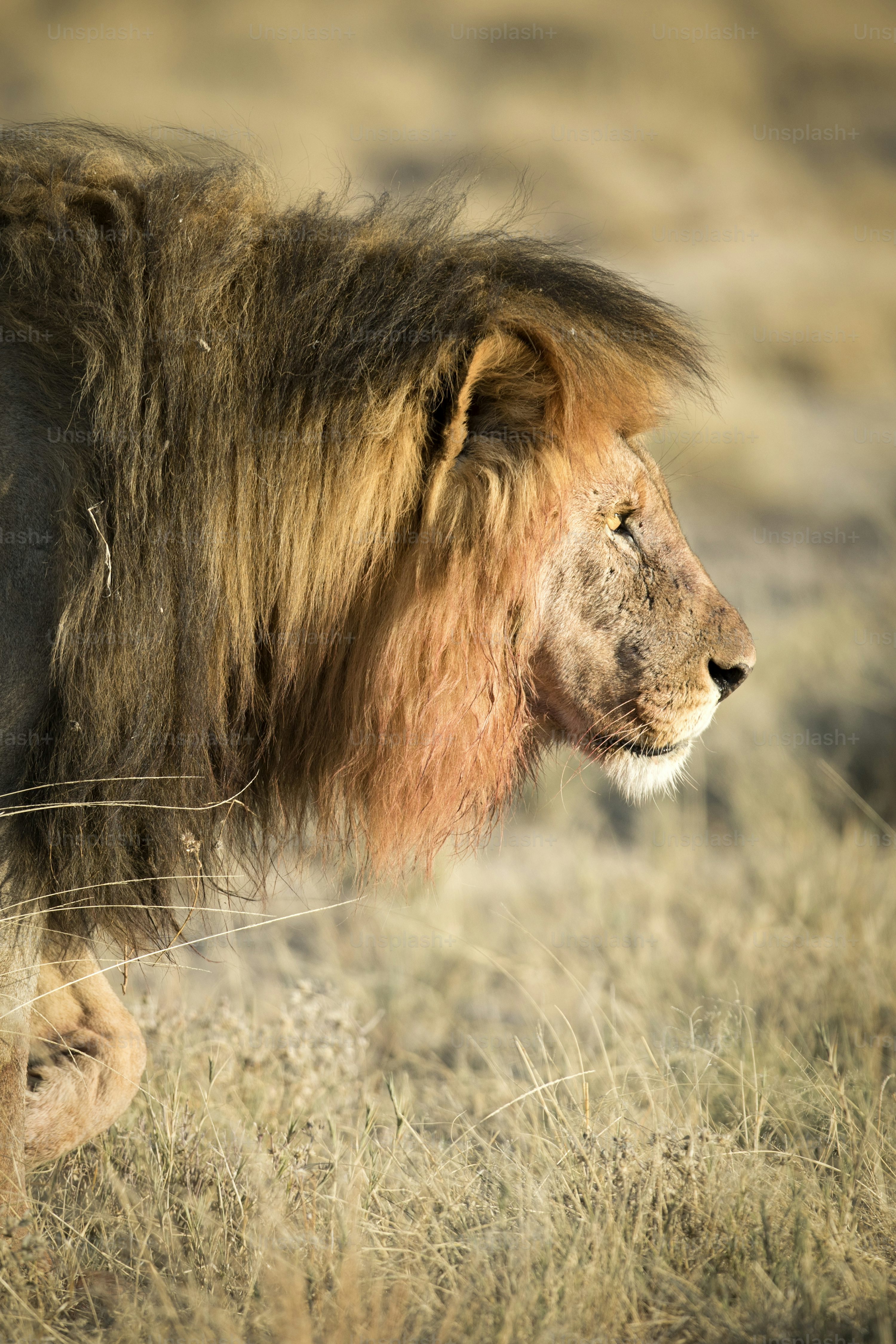 A male lion with blood on his mane in Etosha National Park, Namibia. photo